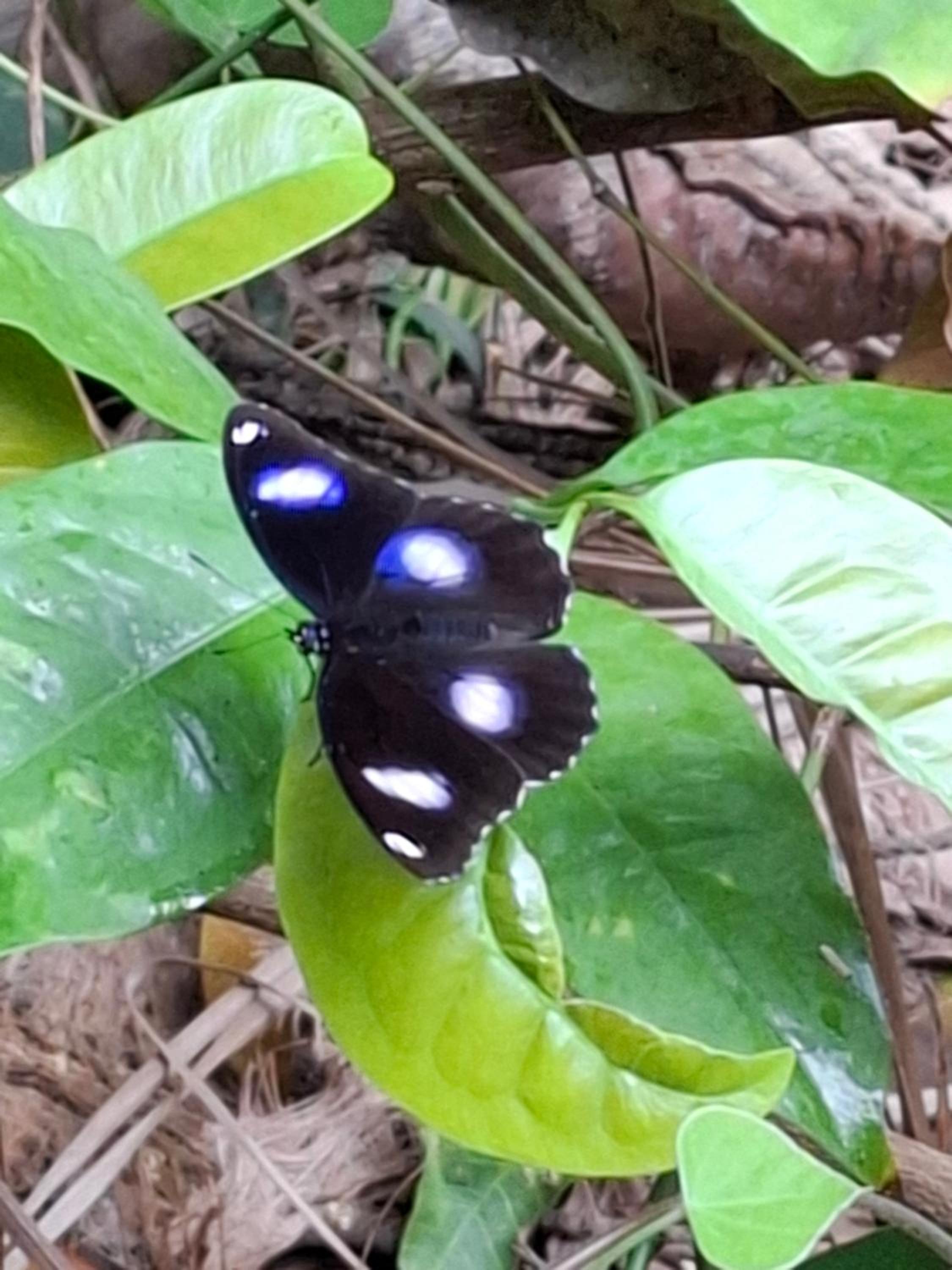 Bang Po Garden