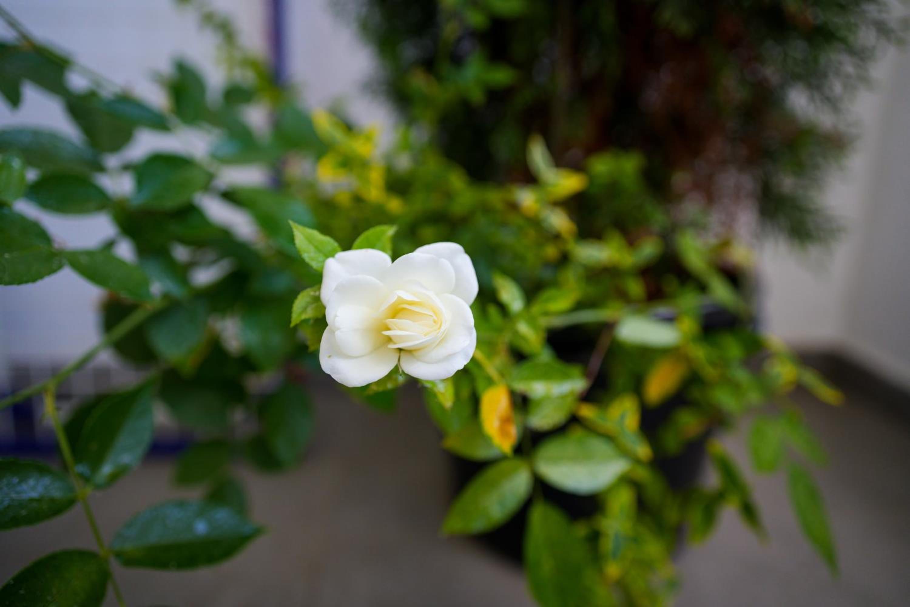 Photo 27