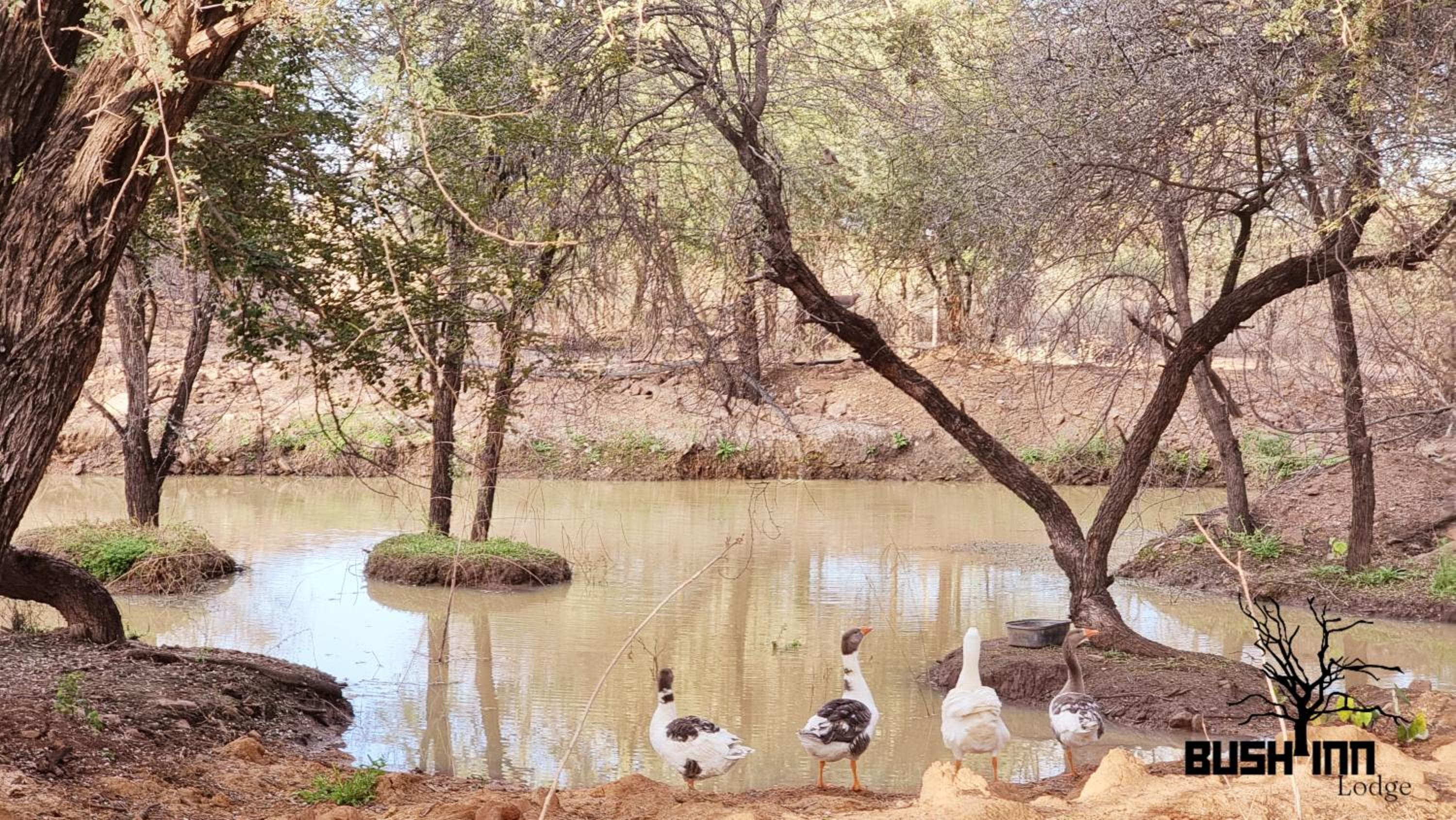 Bush Inn Lodge Lephalale view 2