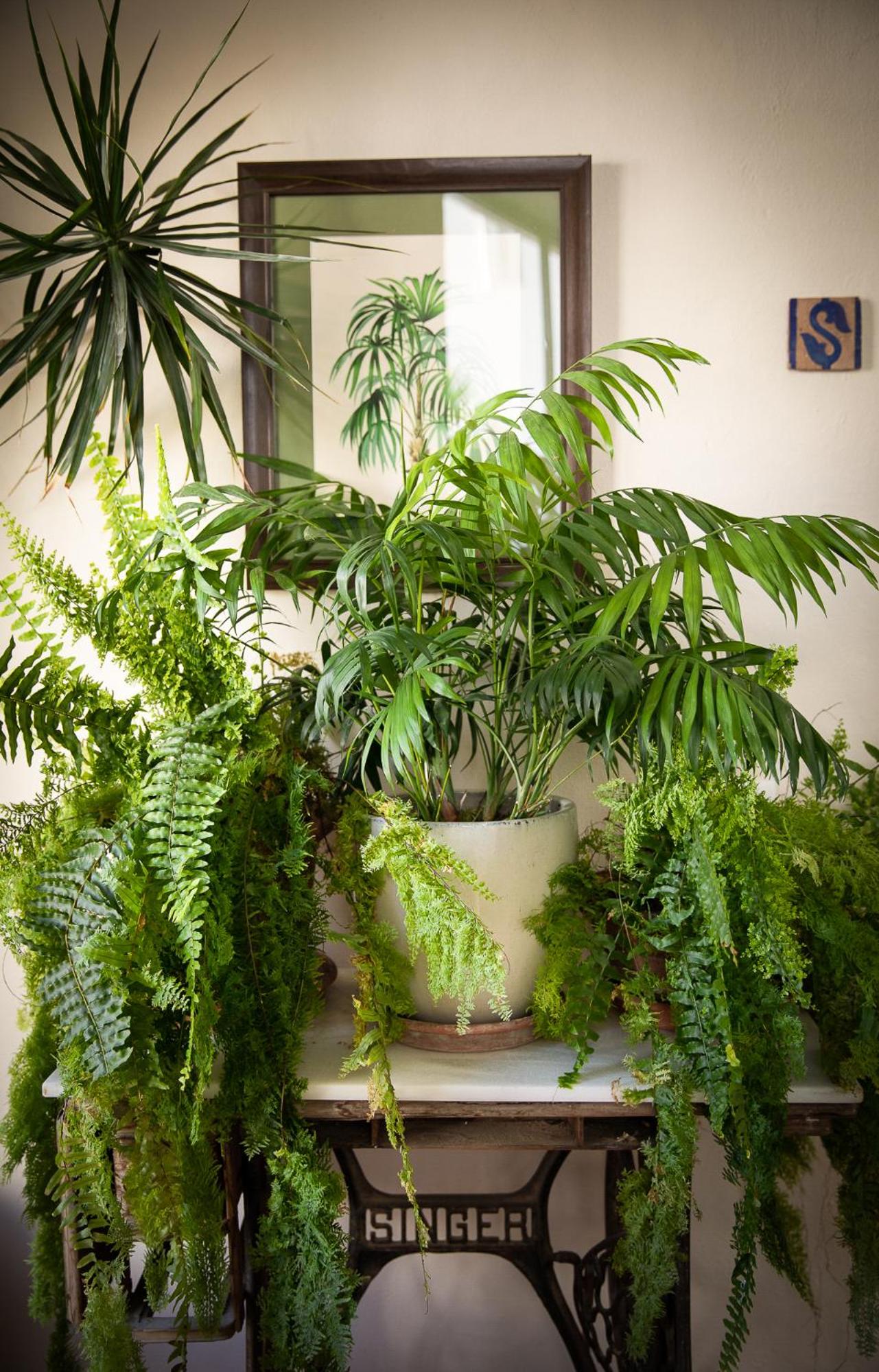 Las Palmeras del Califa