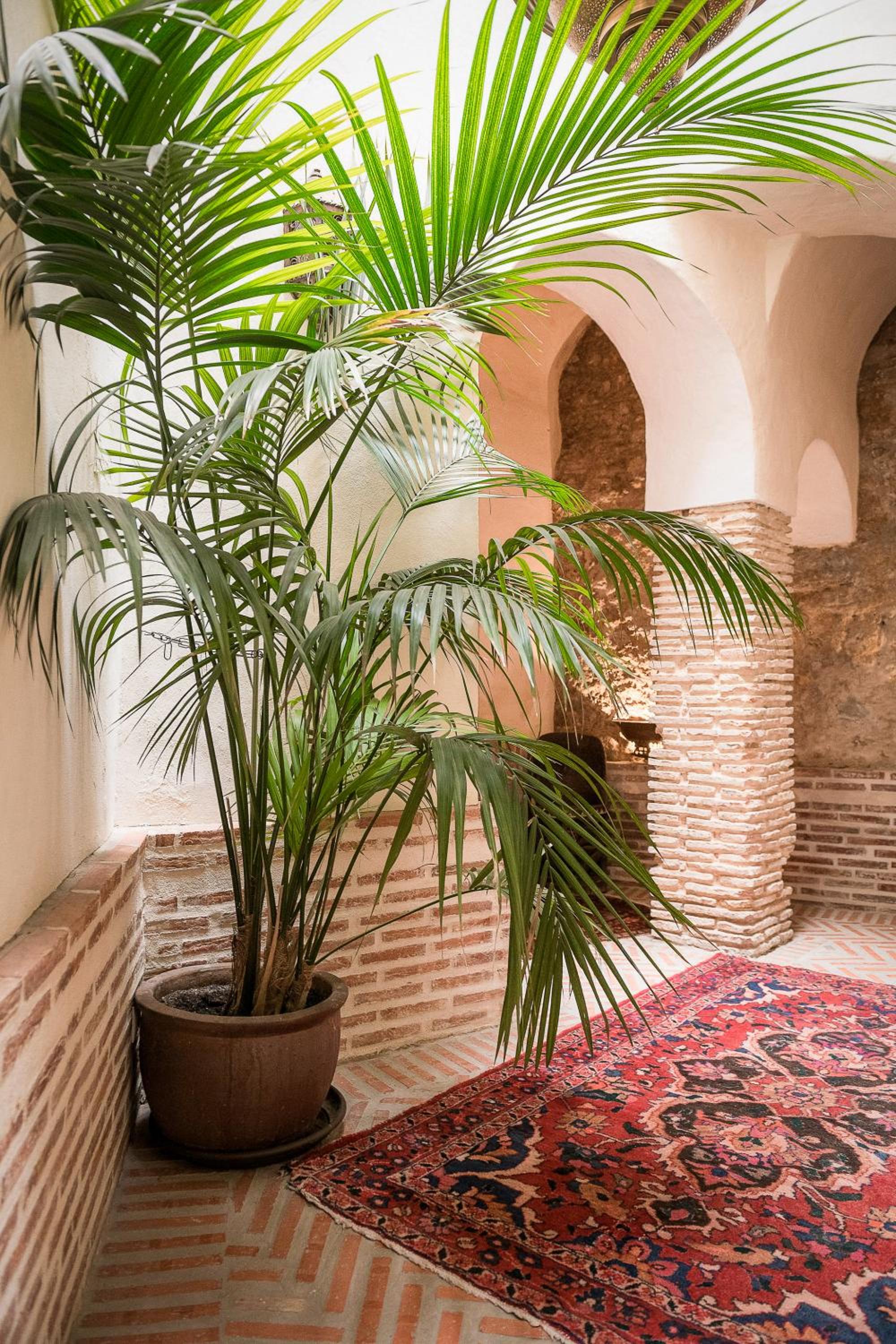 Las Palmeras del Califa