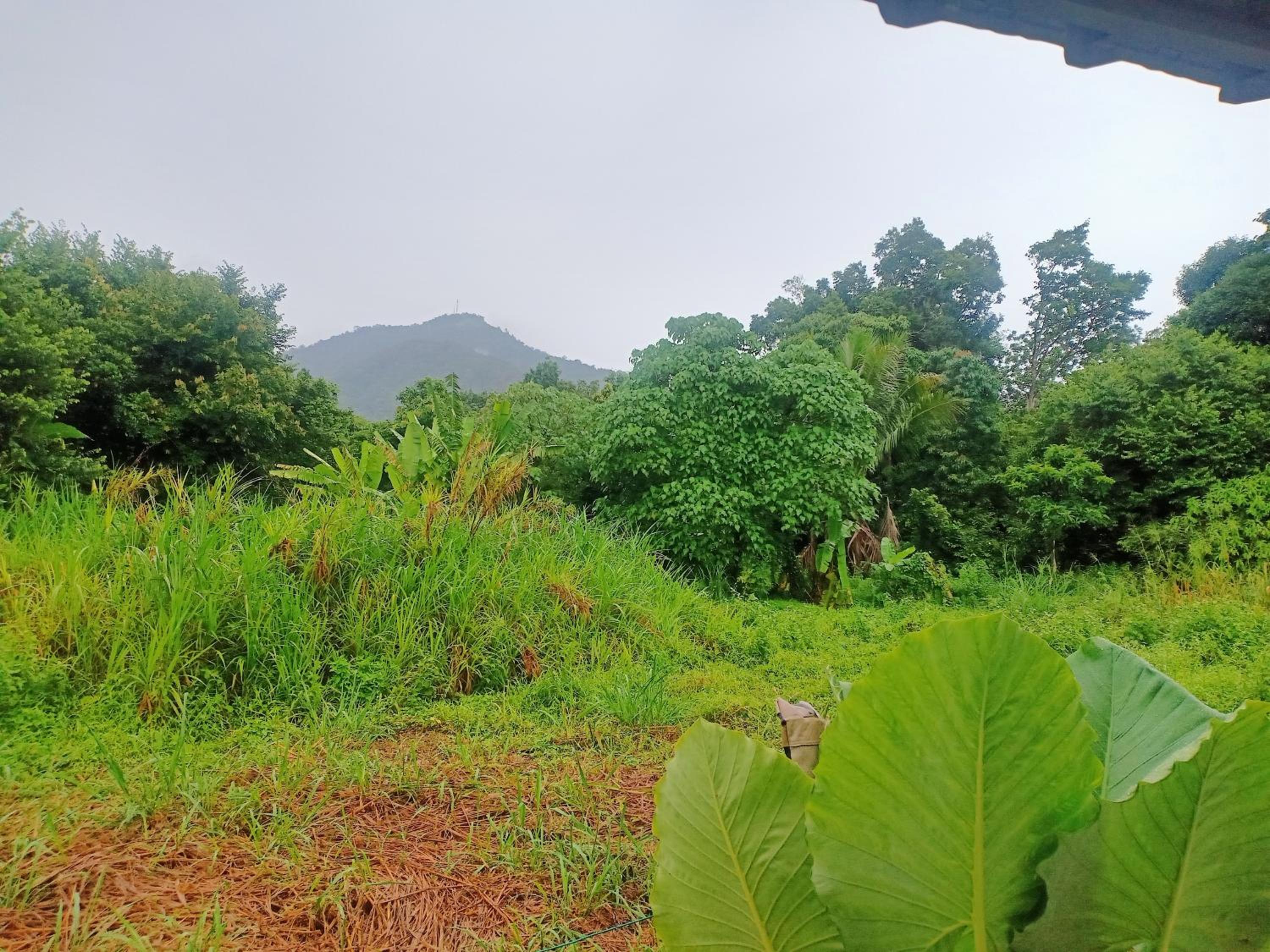Rossy Homestay