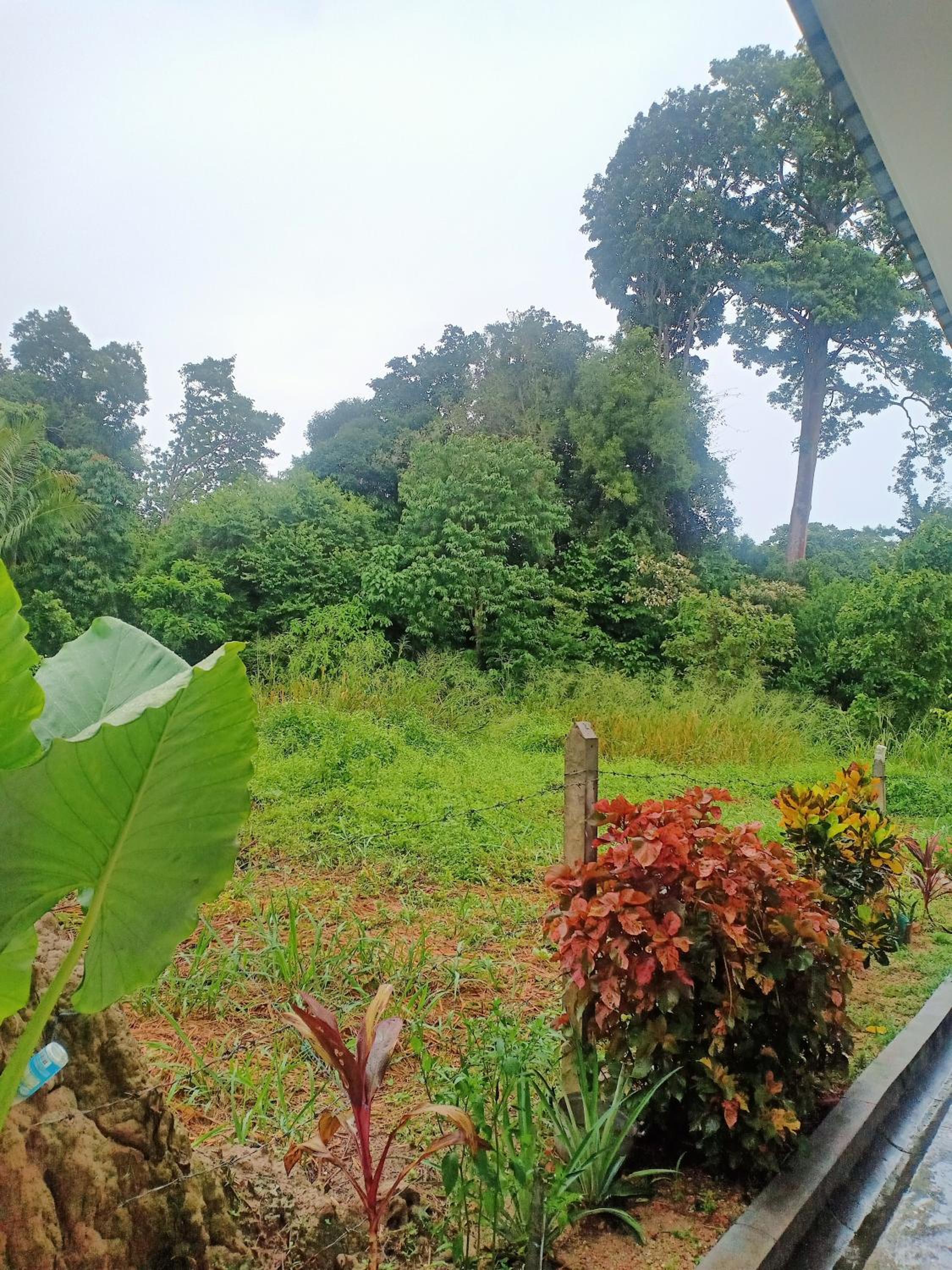 Rossy Homestay