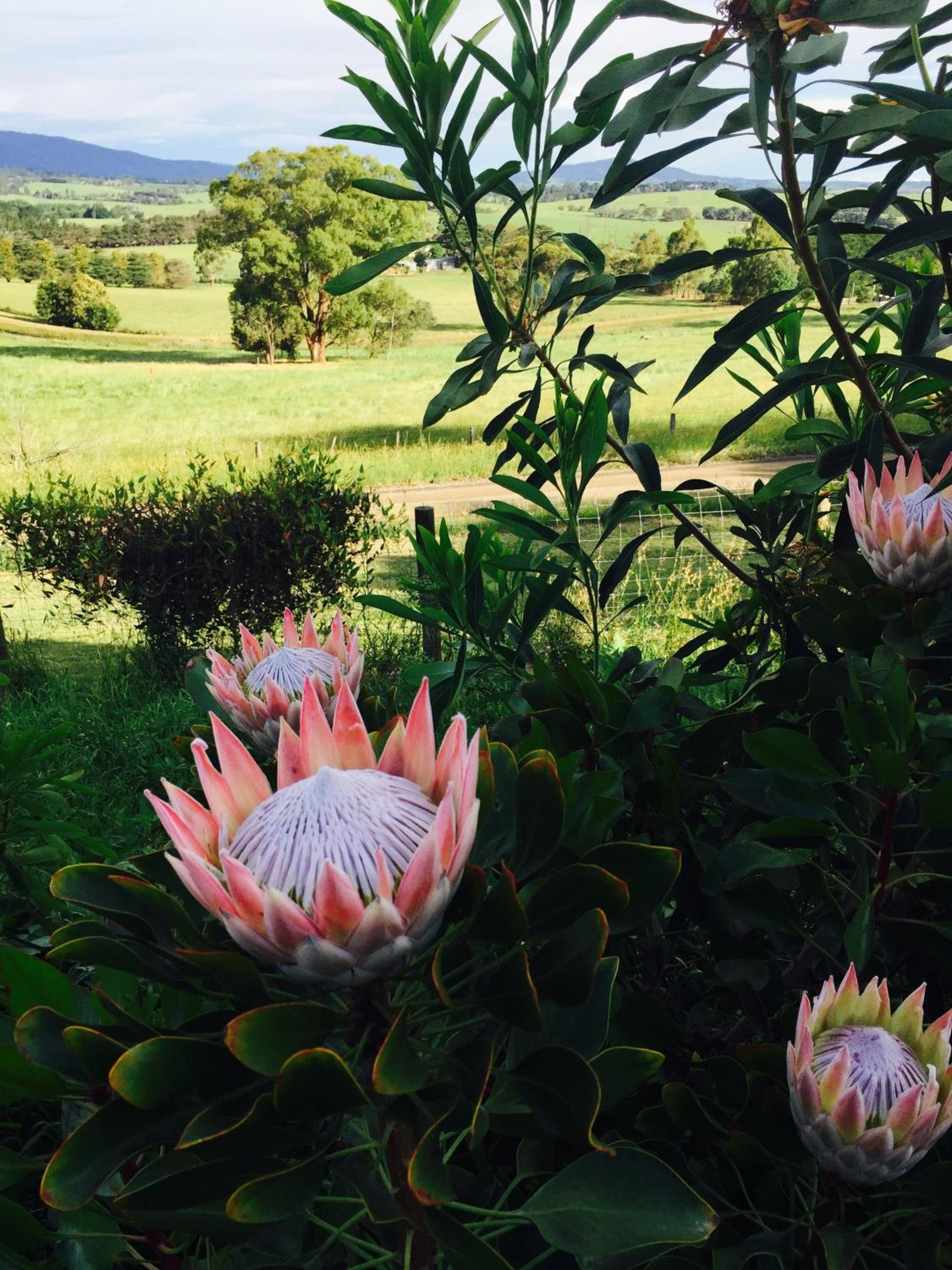 The Studio - Yarra Valley