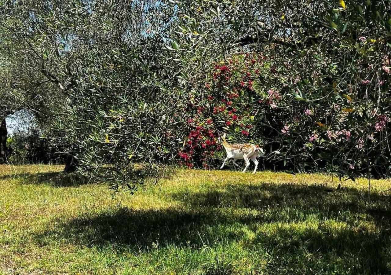 Panoramic Villa Elda at the gates of Rome - 35 mins view 5