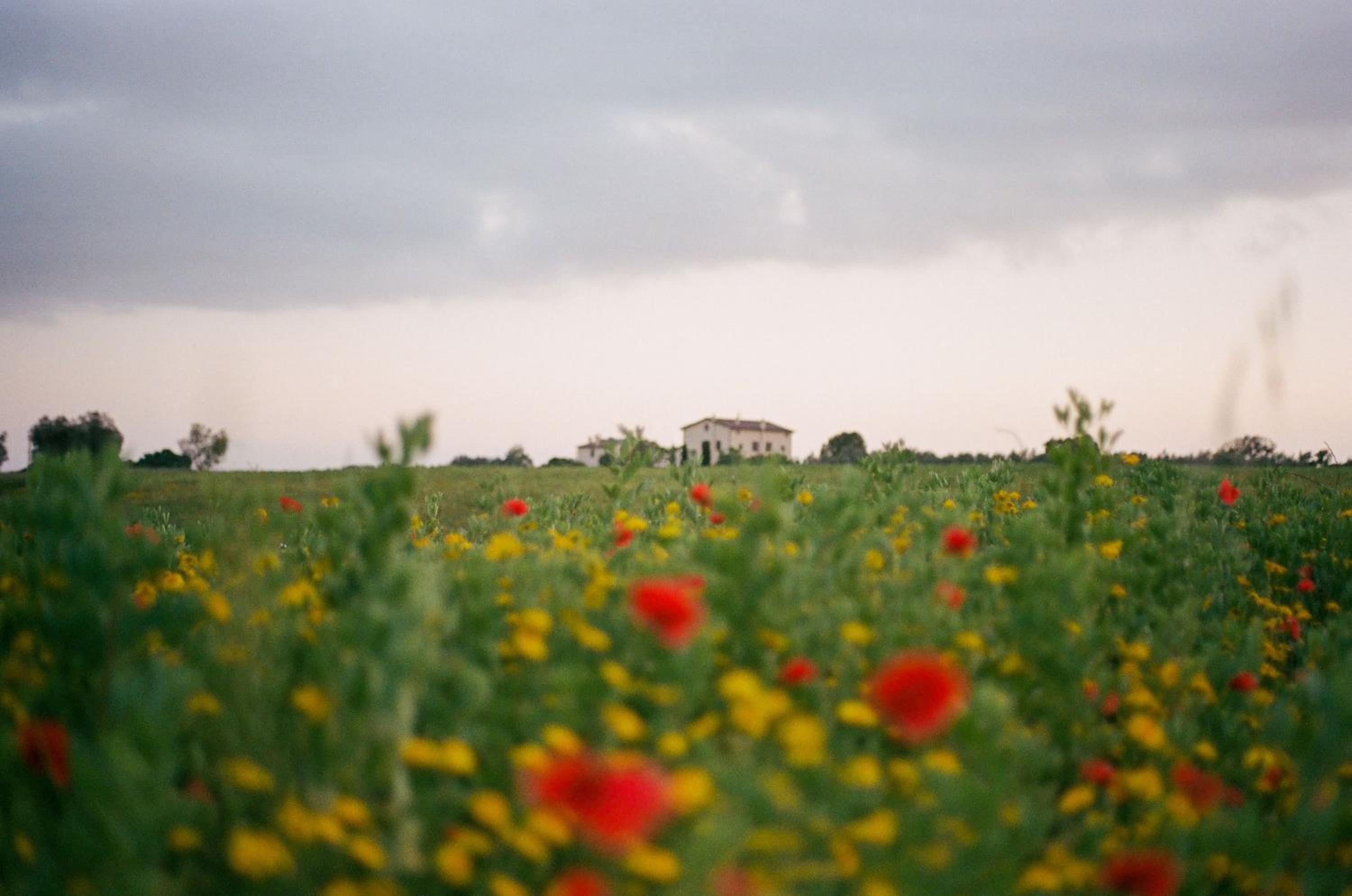 Agriturismo Tenuta La Castelluzza view 4