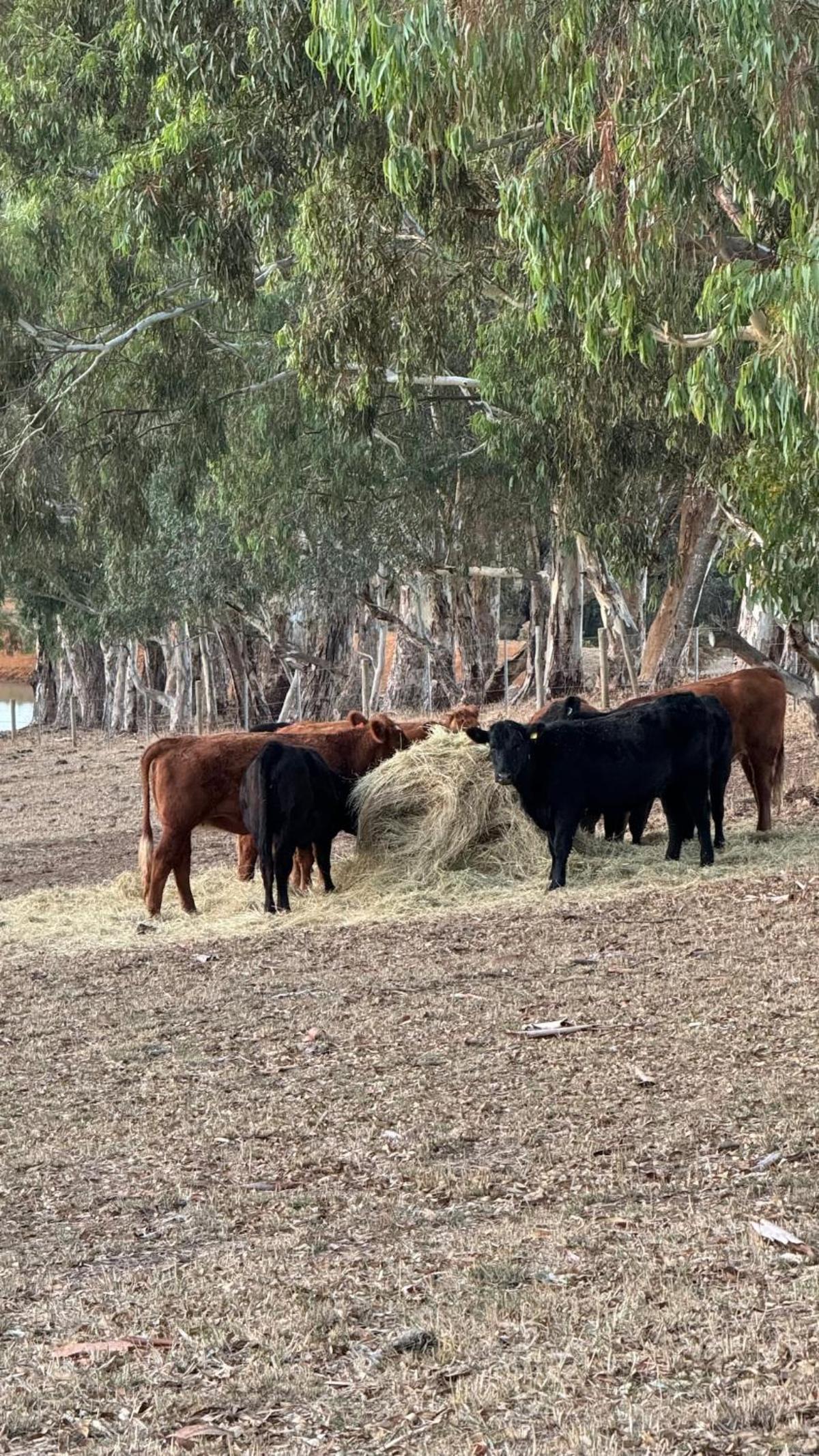 Farm Stay Picturesque views