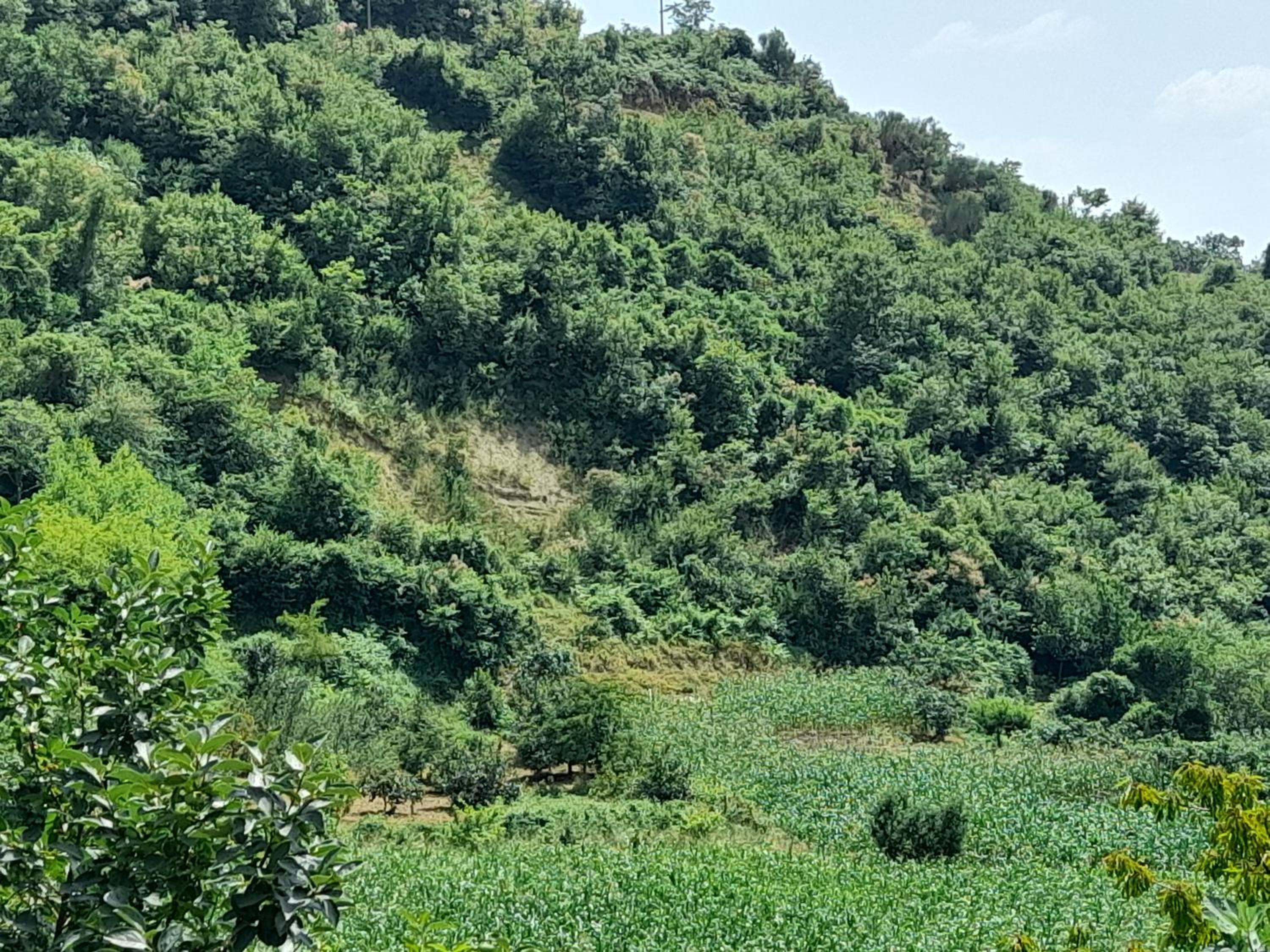 Vojfarm