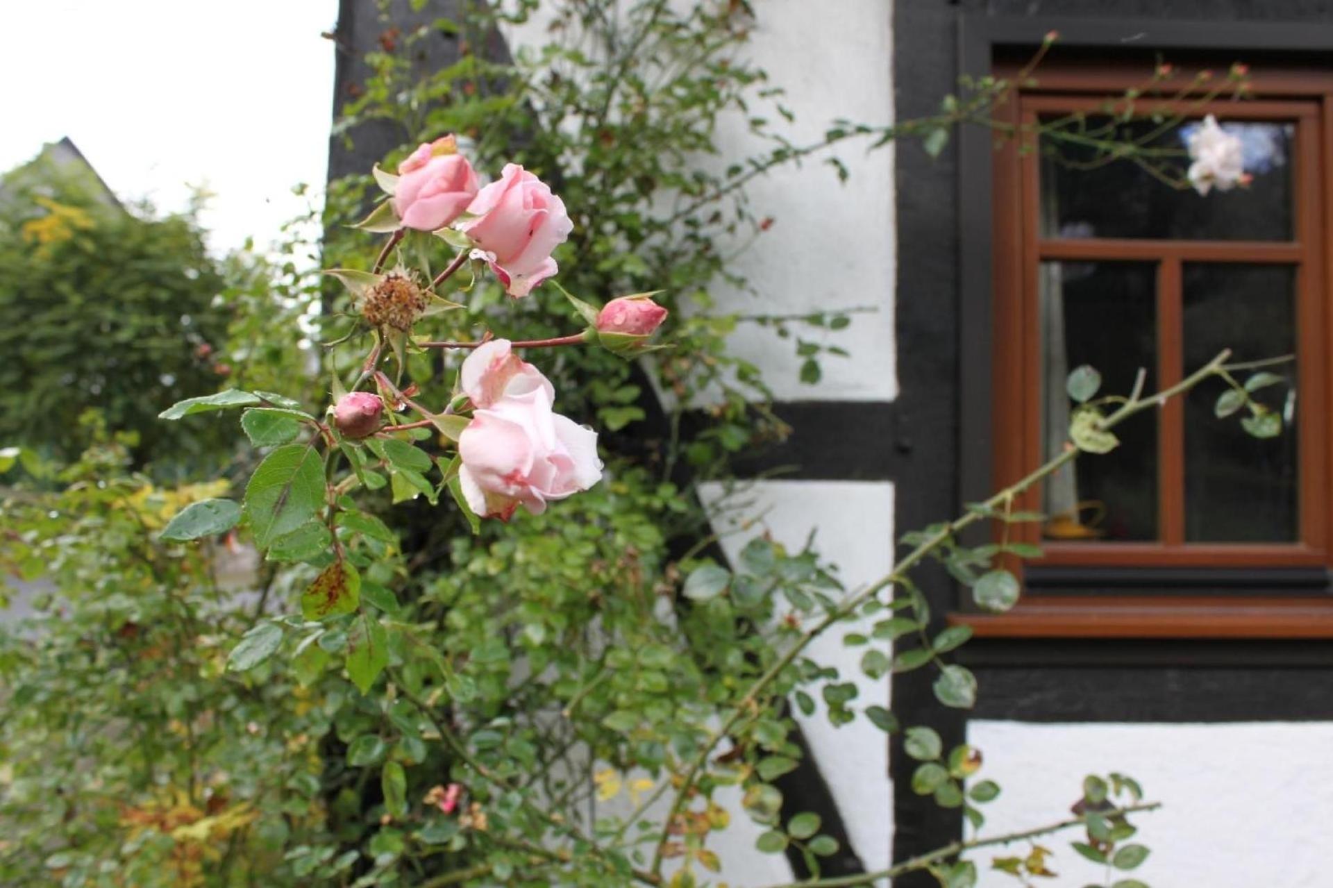 Romantisches Fachwerkhaus Zwischen Rhein Und Mosel