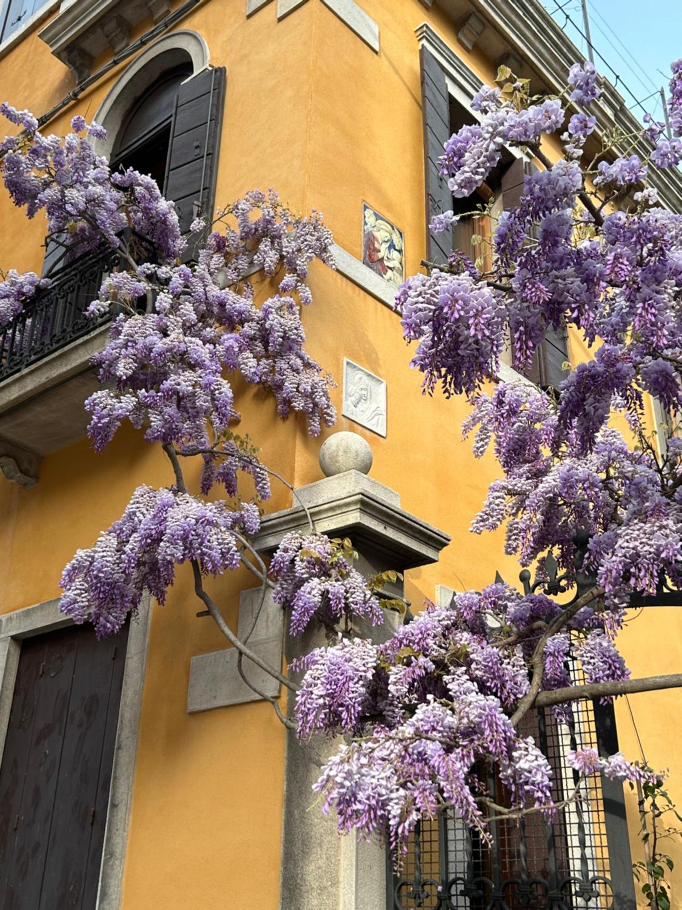 Carbonaia Venezia