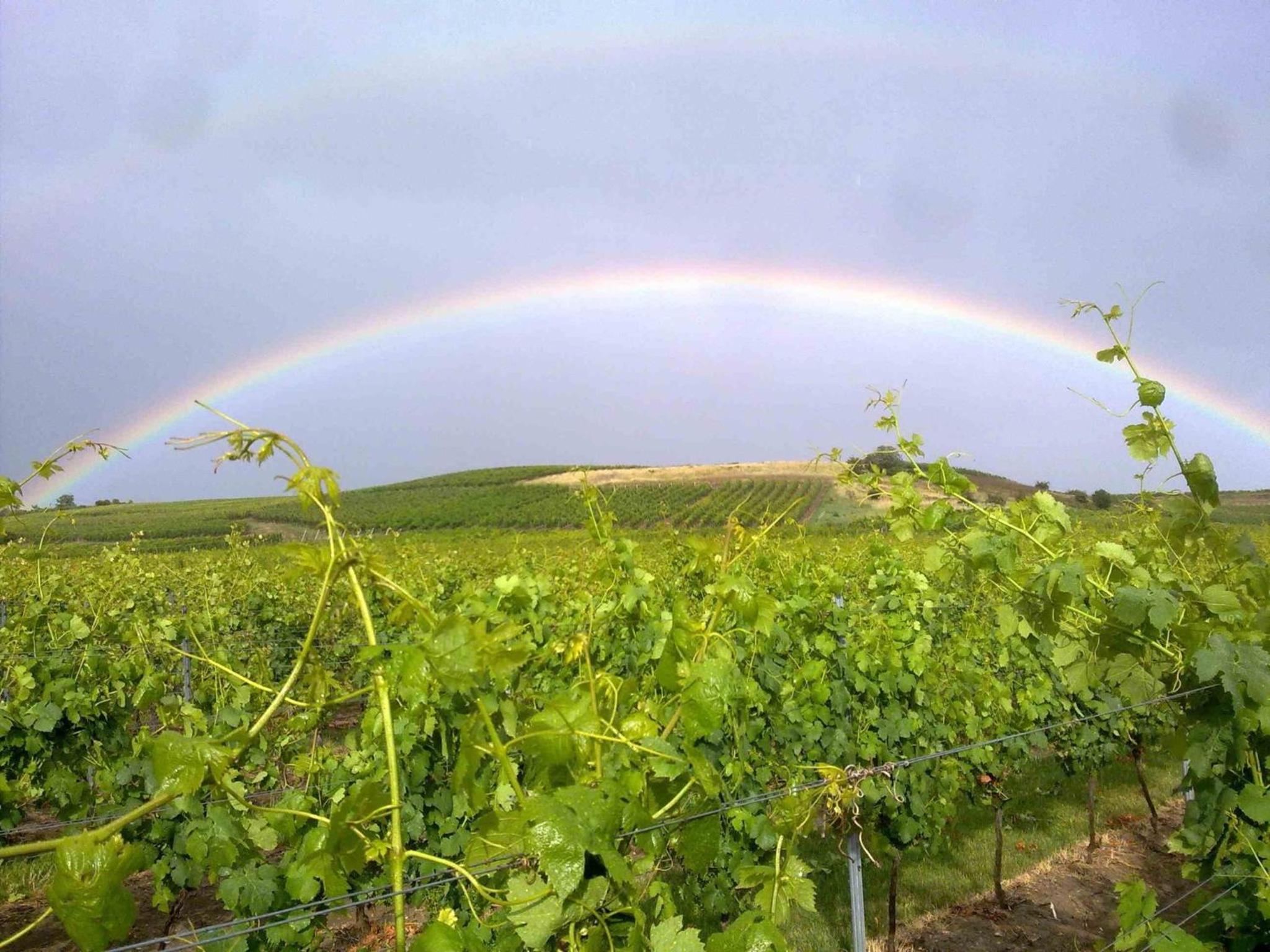 Ferienwohnung Weingut Kost