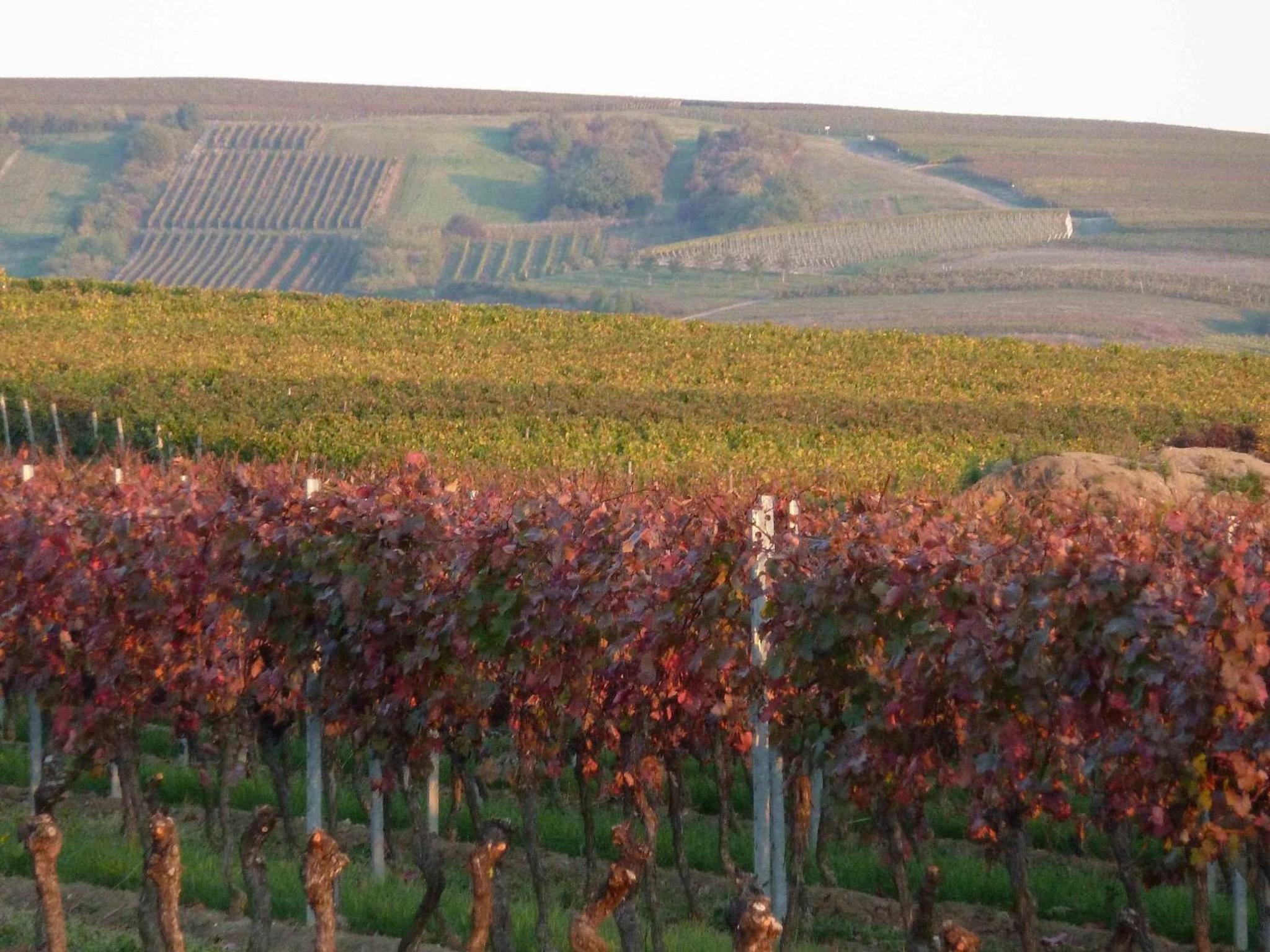 Ferienwohnung Weingut Kost