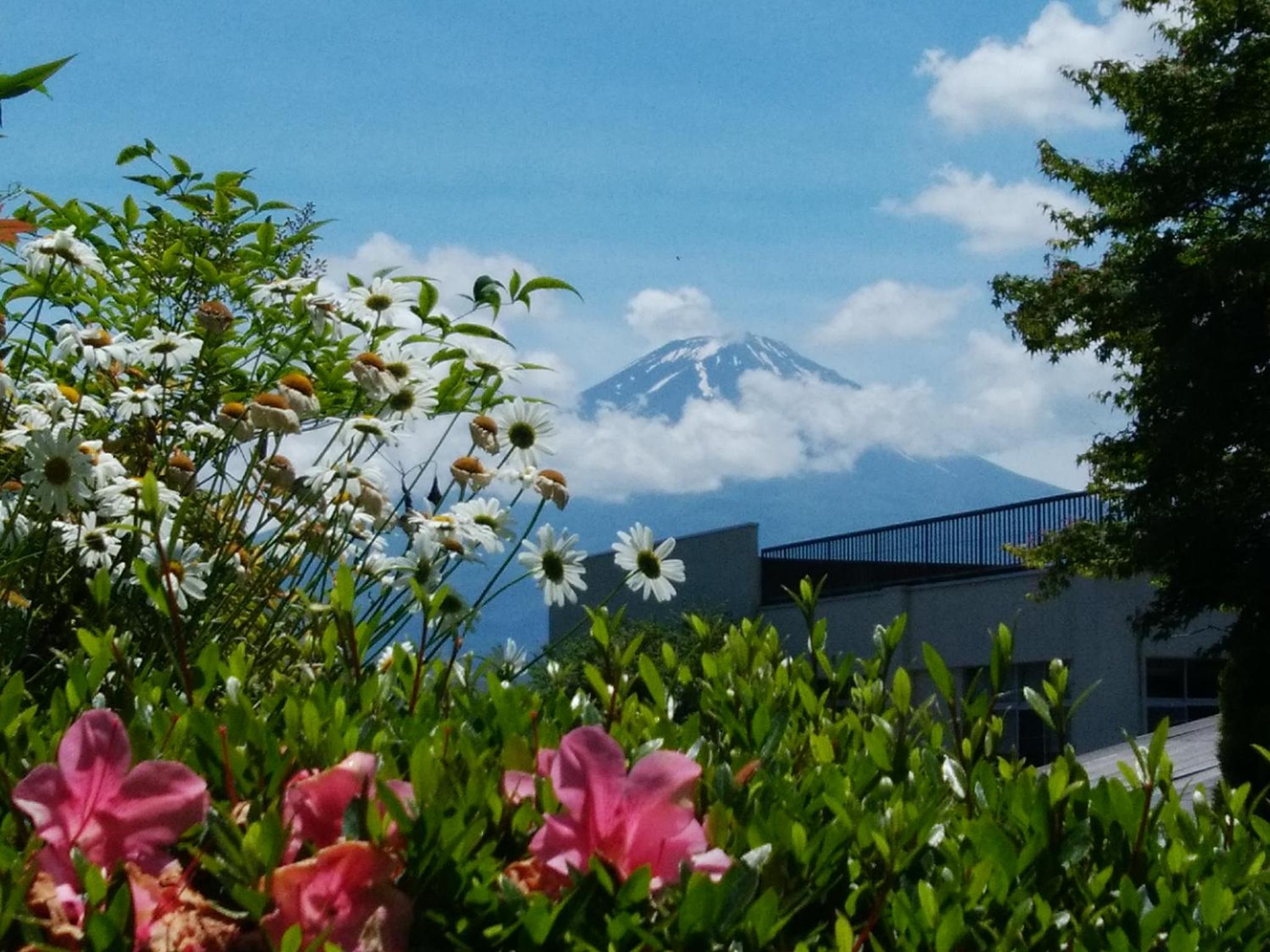 SunSunFujiyama