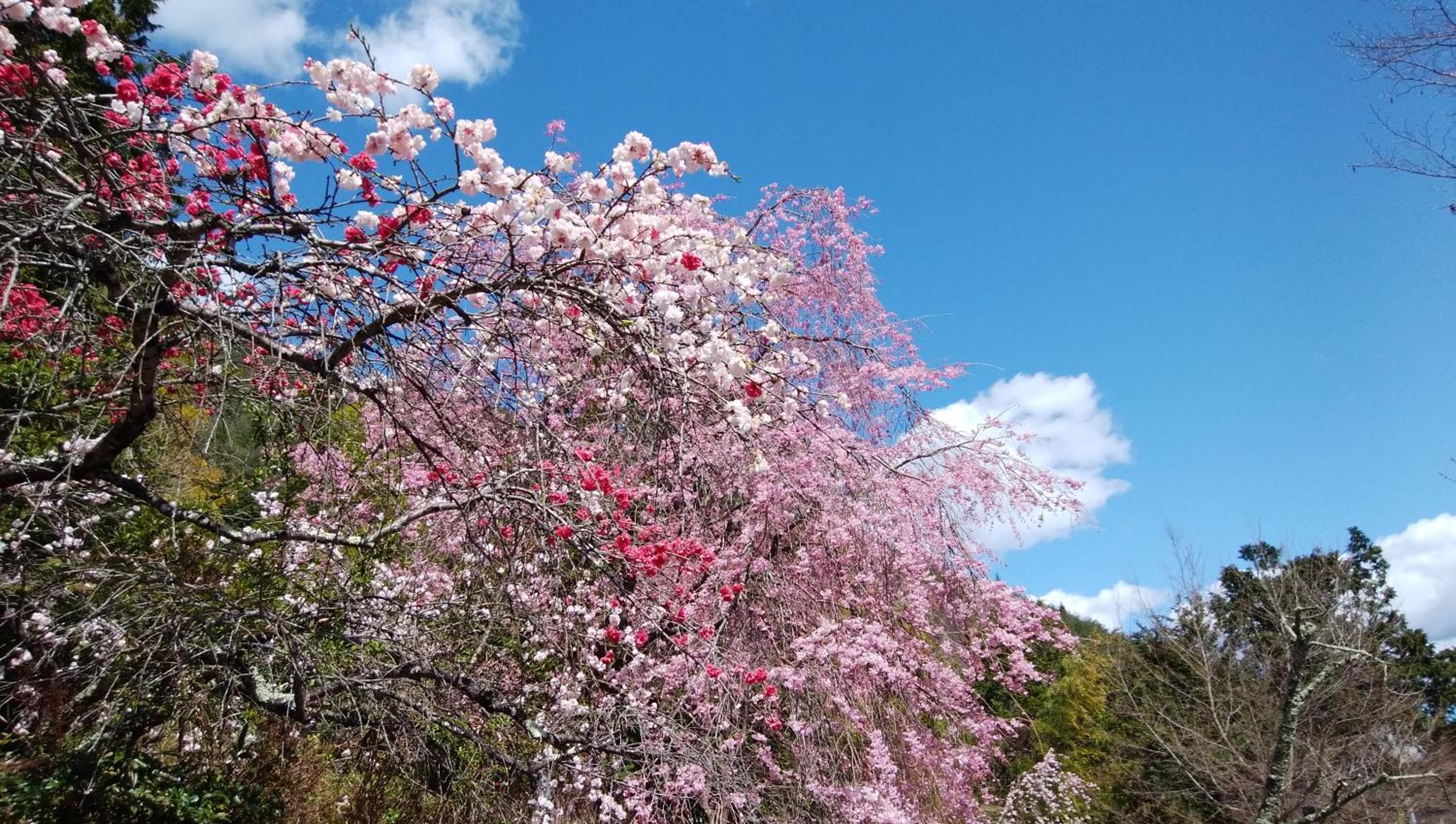 SunSunFujiyama