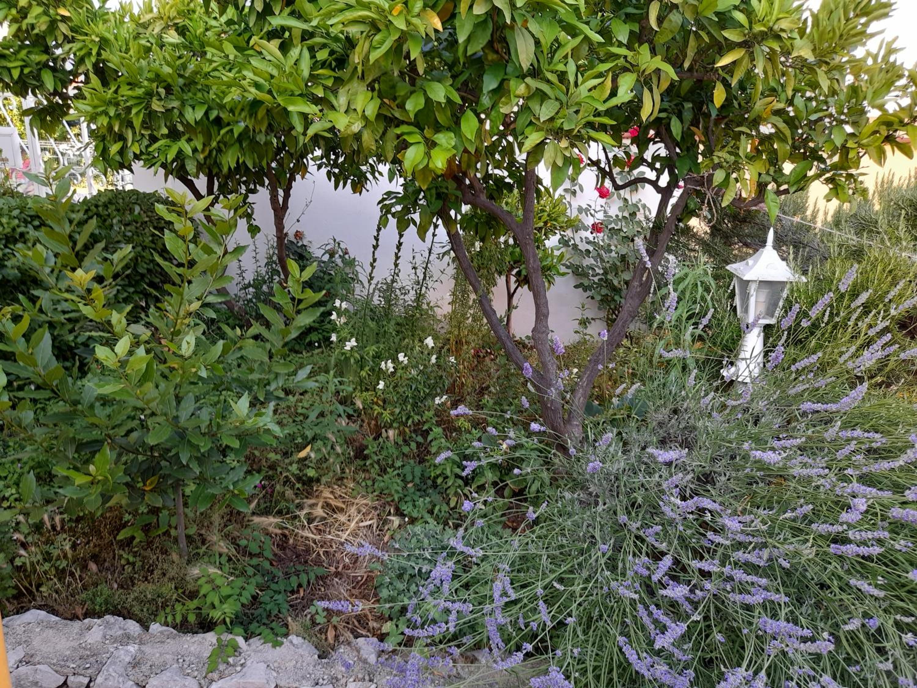Apartmani Lily