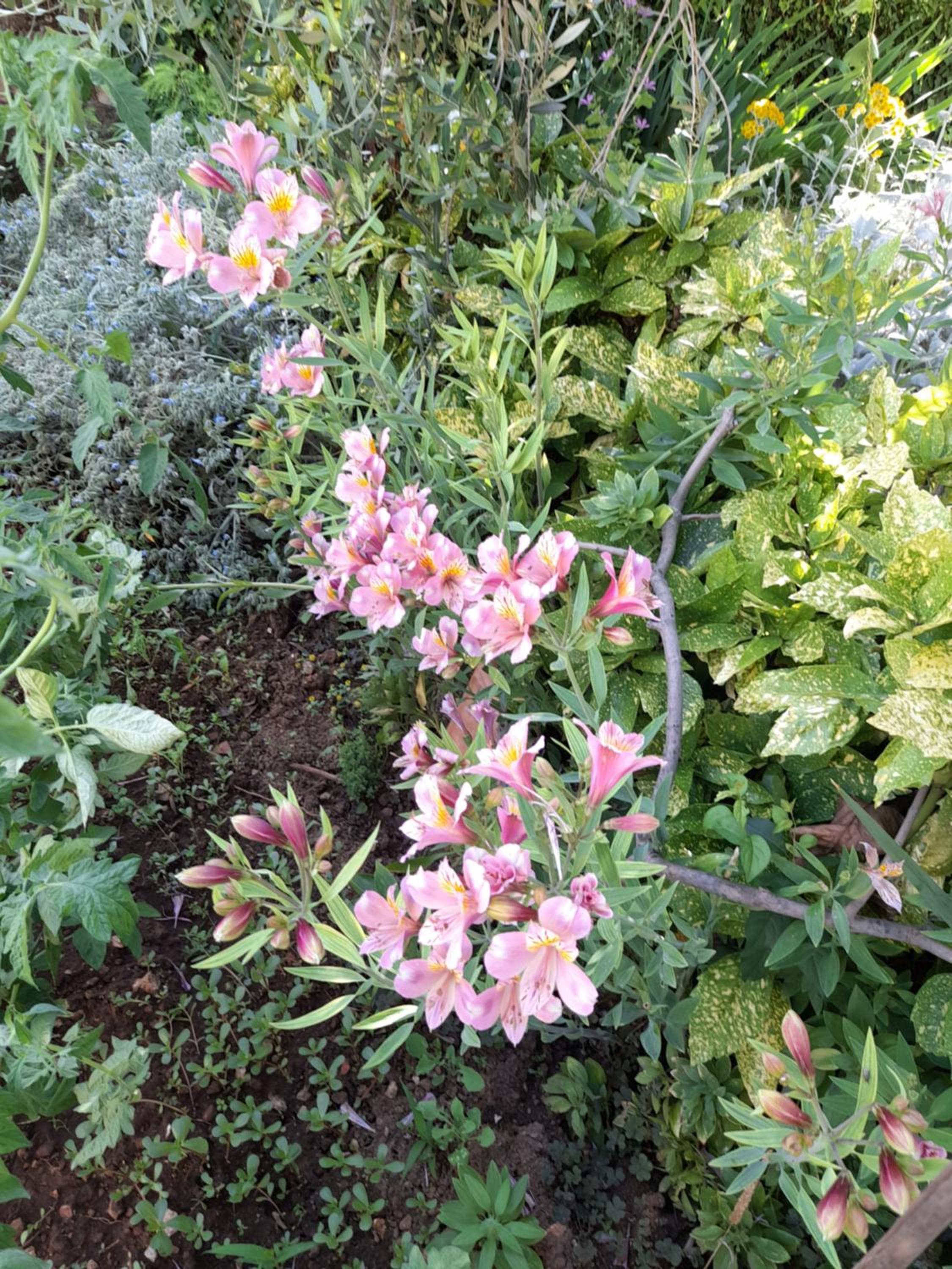 Apartmani Lily
