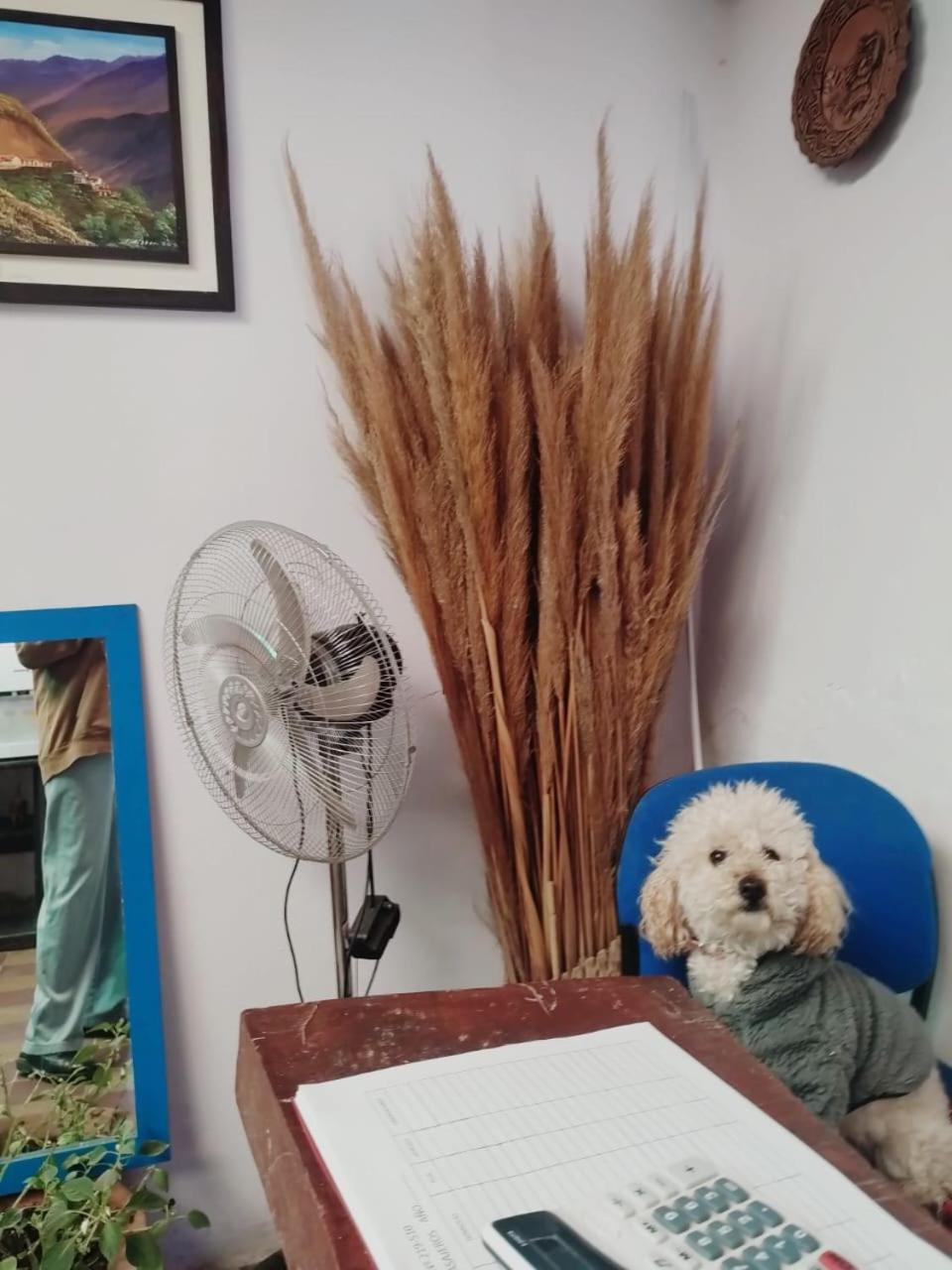 LA MAIMAREÑA