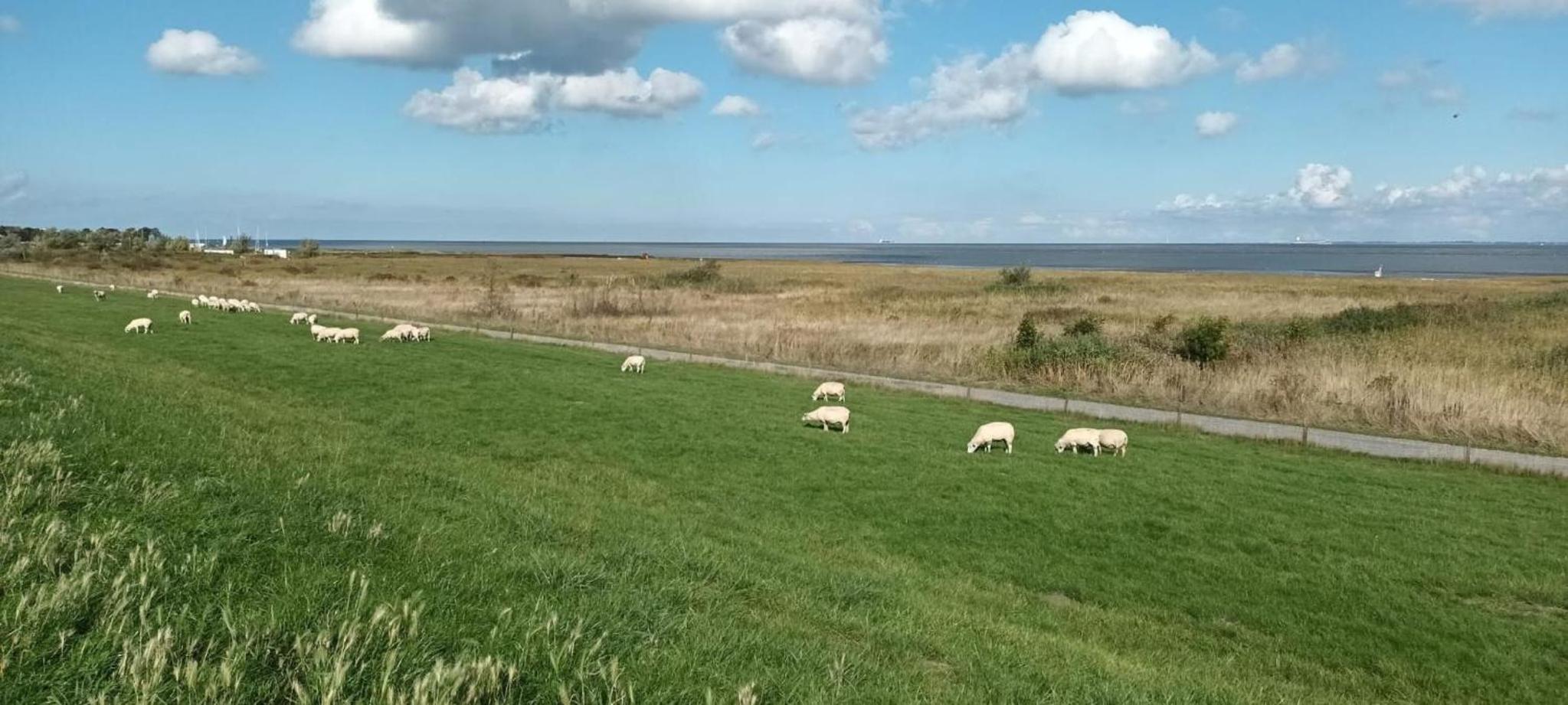 Schönes Familien und Hunde-freundliches Ferienhaus in Strandnähe, sehr ruhige zentrale Lage