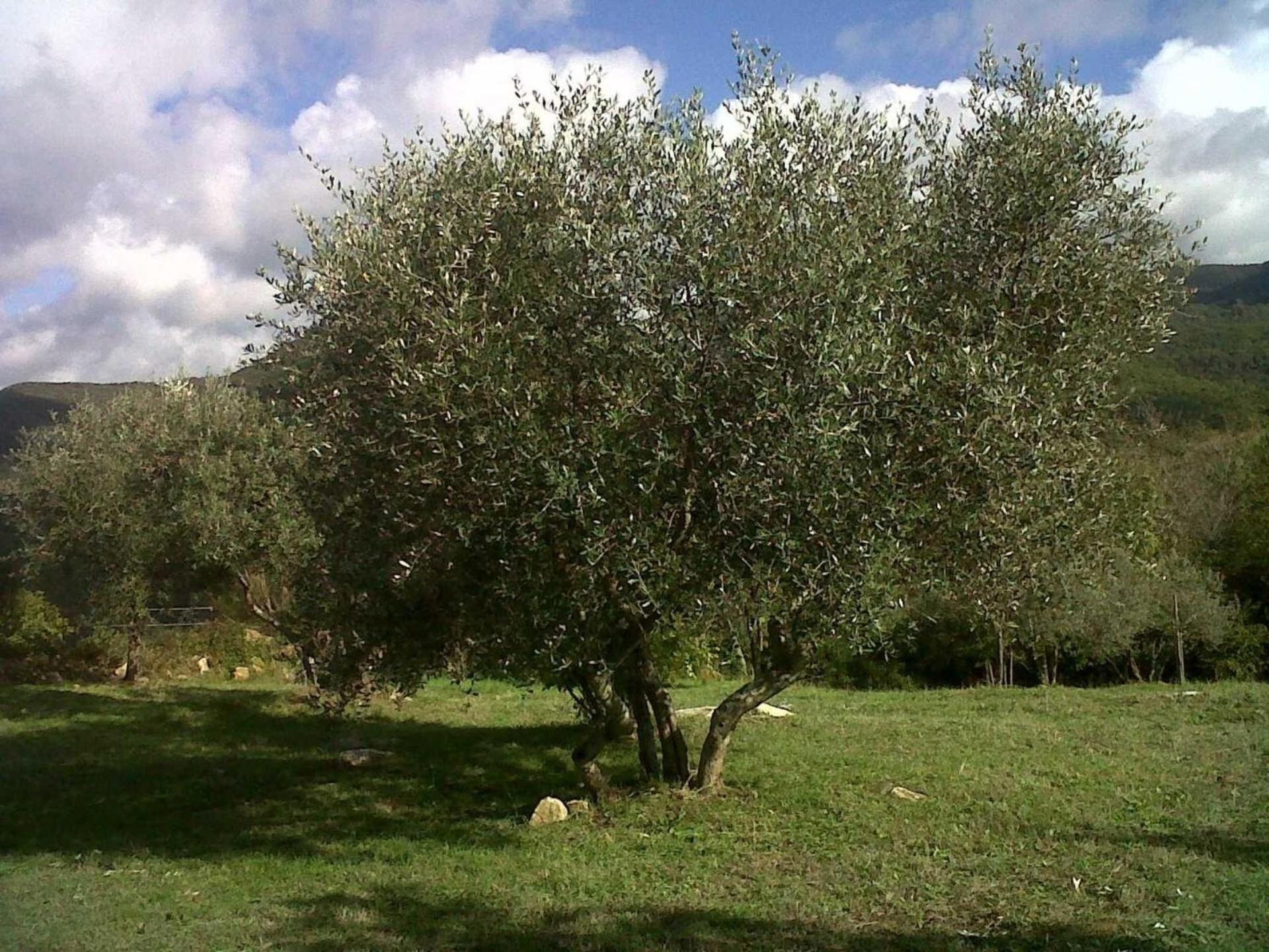 Wohnung Grecale In Castellina Marittima