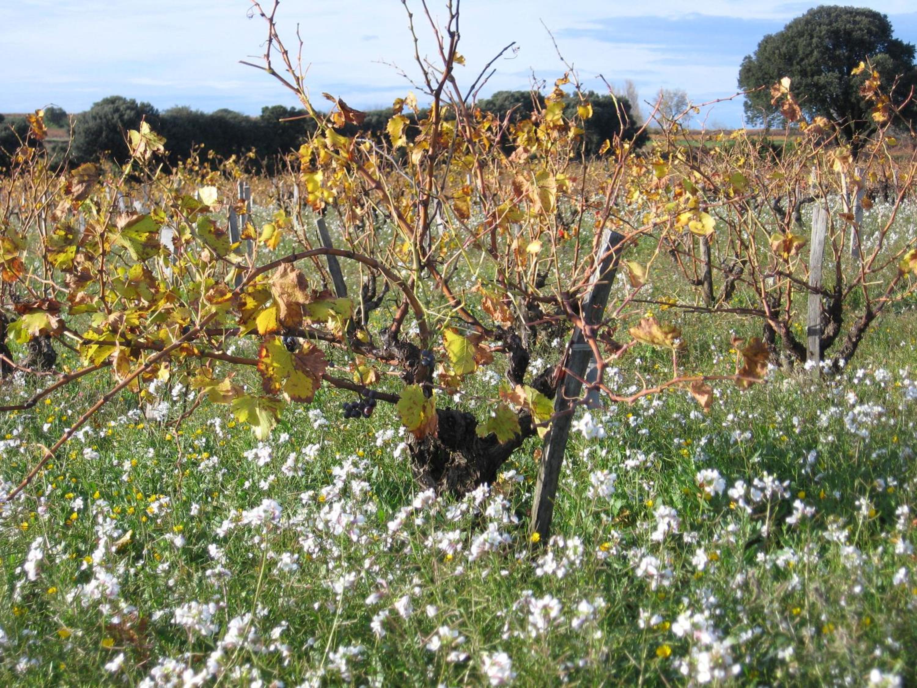 Mas Du Puits, photo 13
