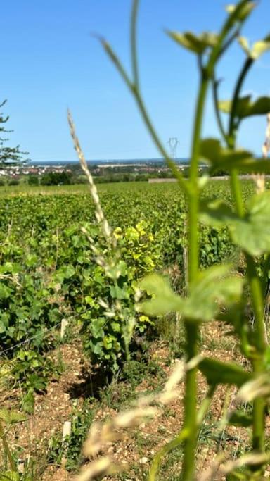 Aux Champs Perdrix