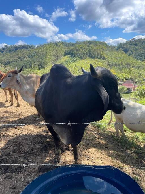 Chalé rural- hospedagem e experiência!