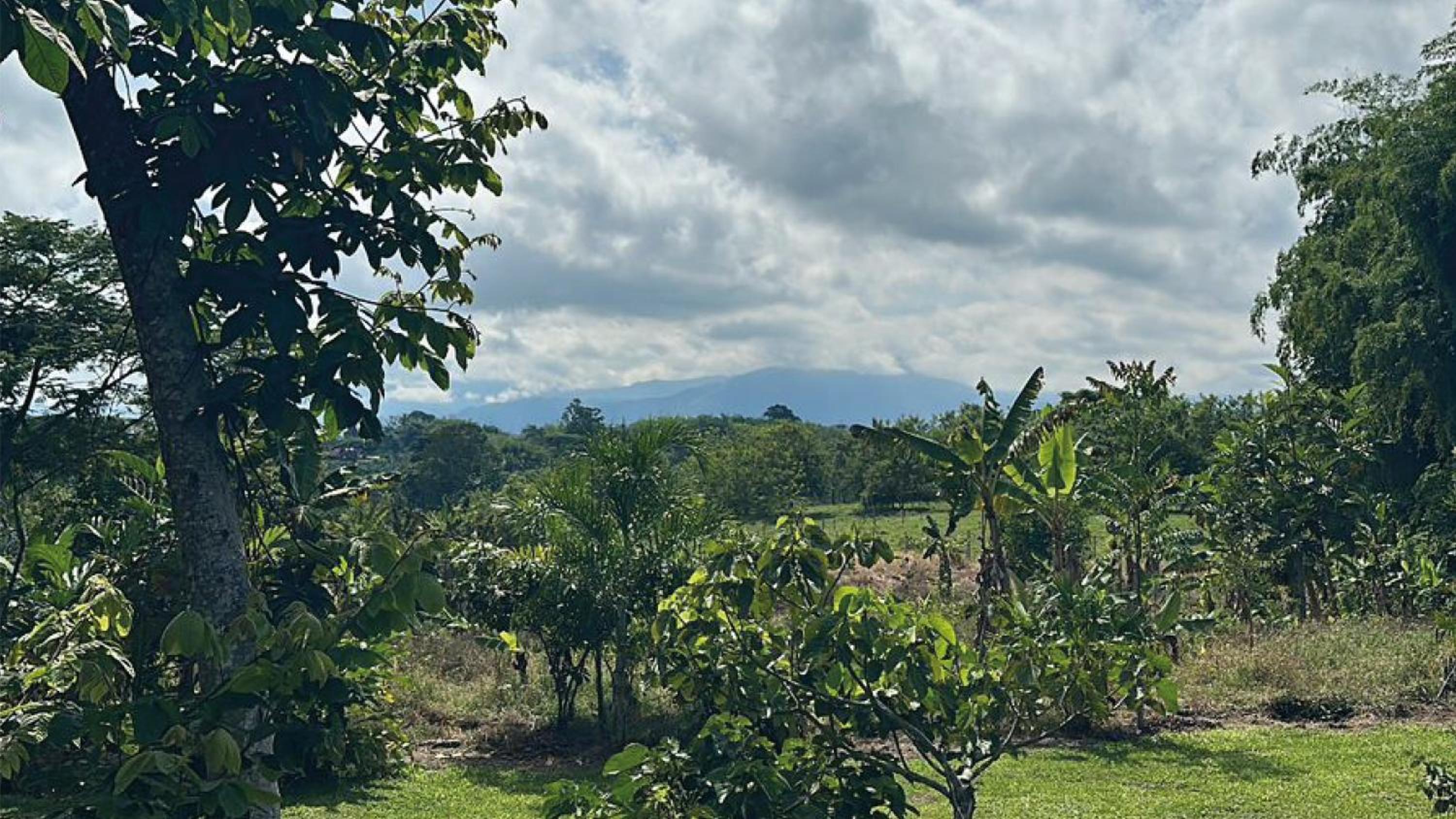 El Cambuche Cafetero