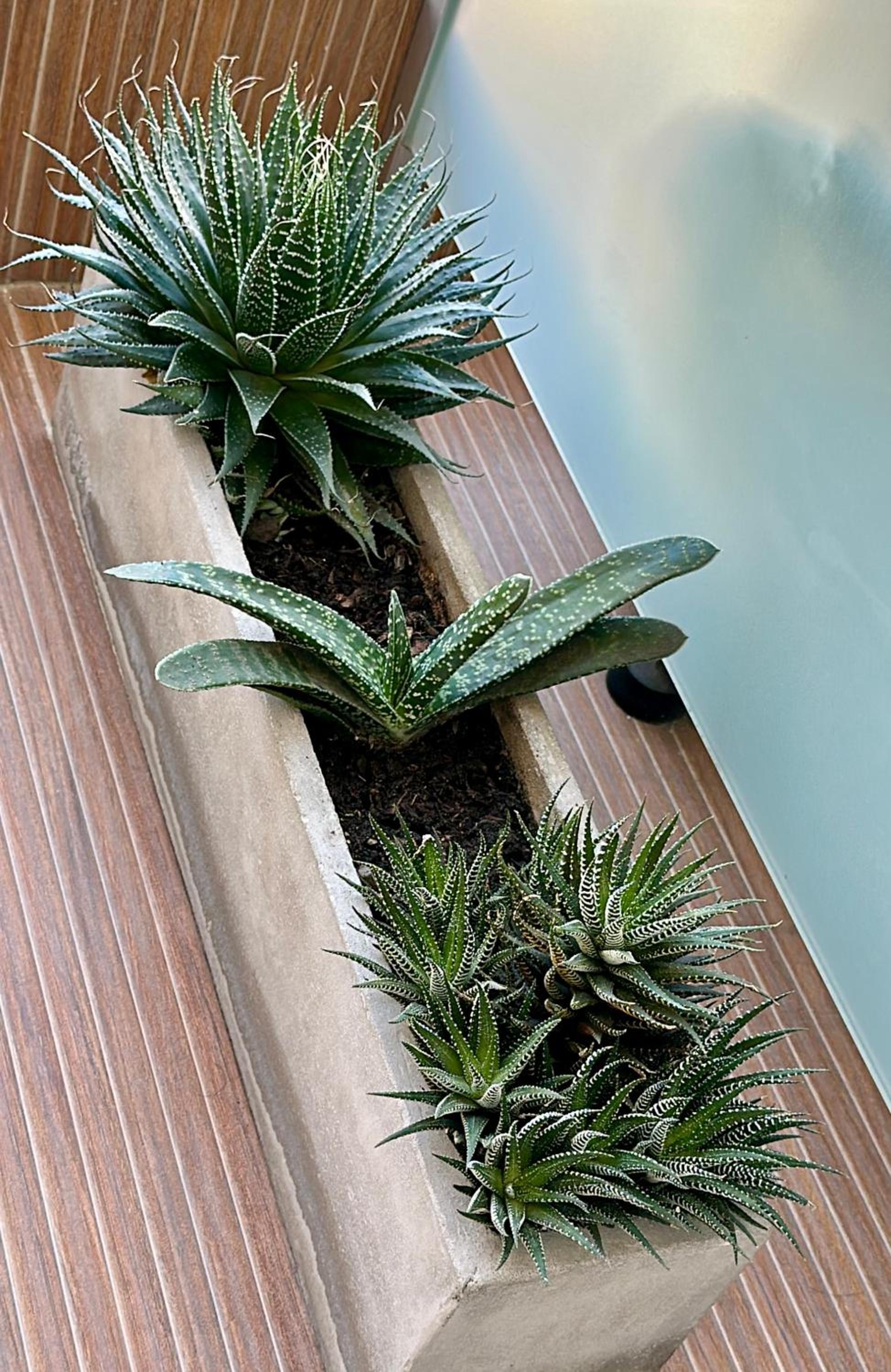 Roma Recoleta Design