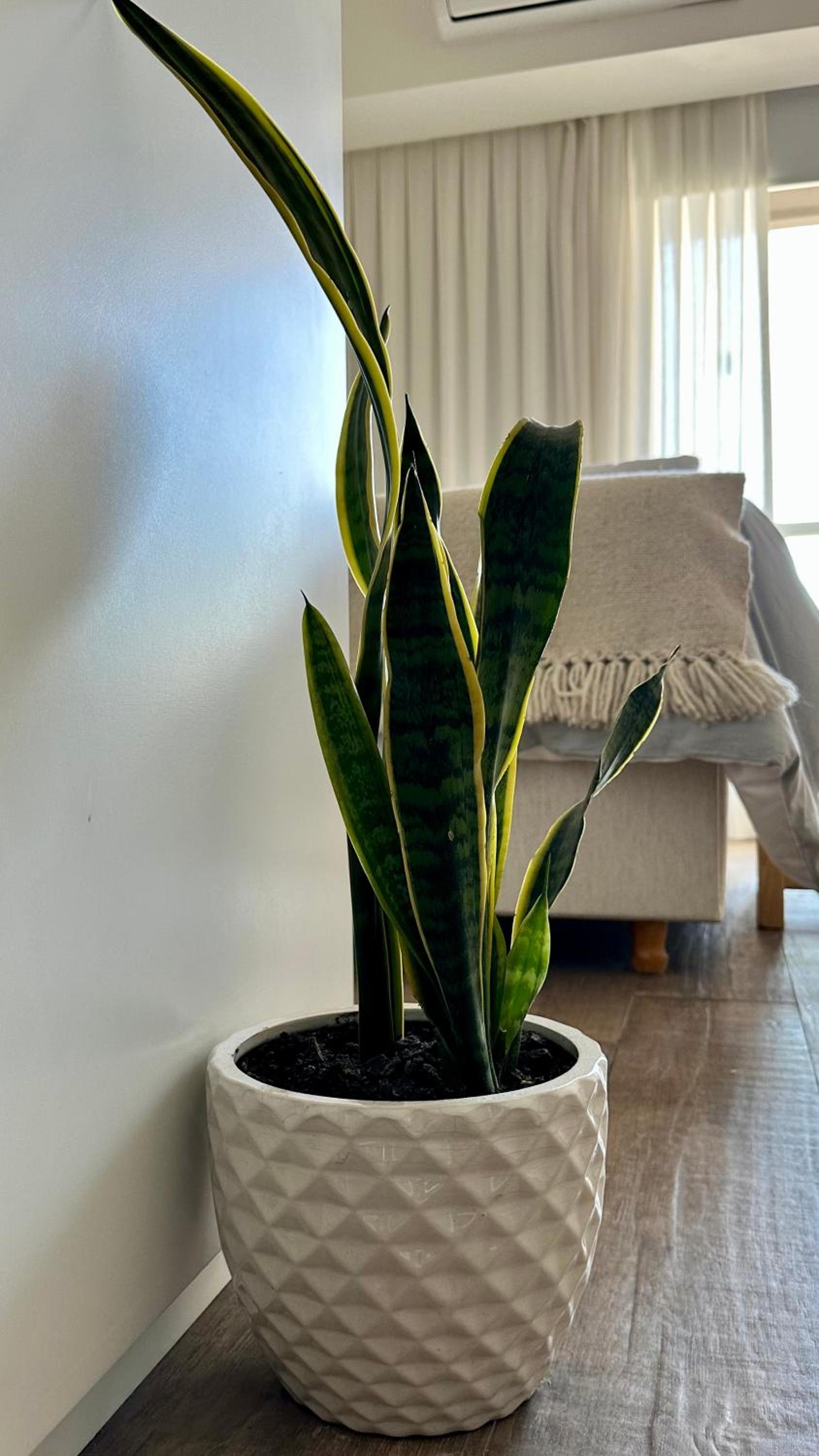 Roma Recoleta Design
