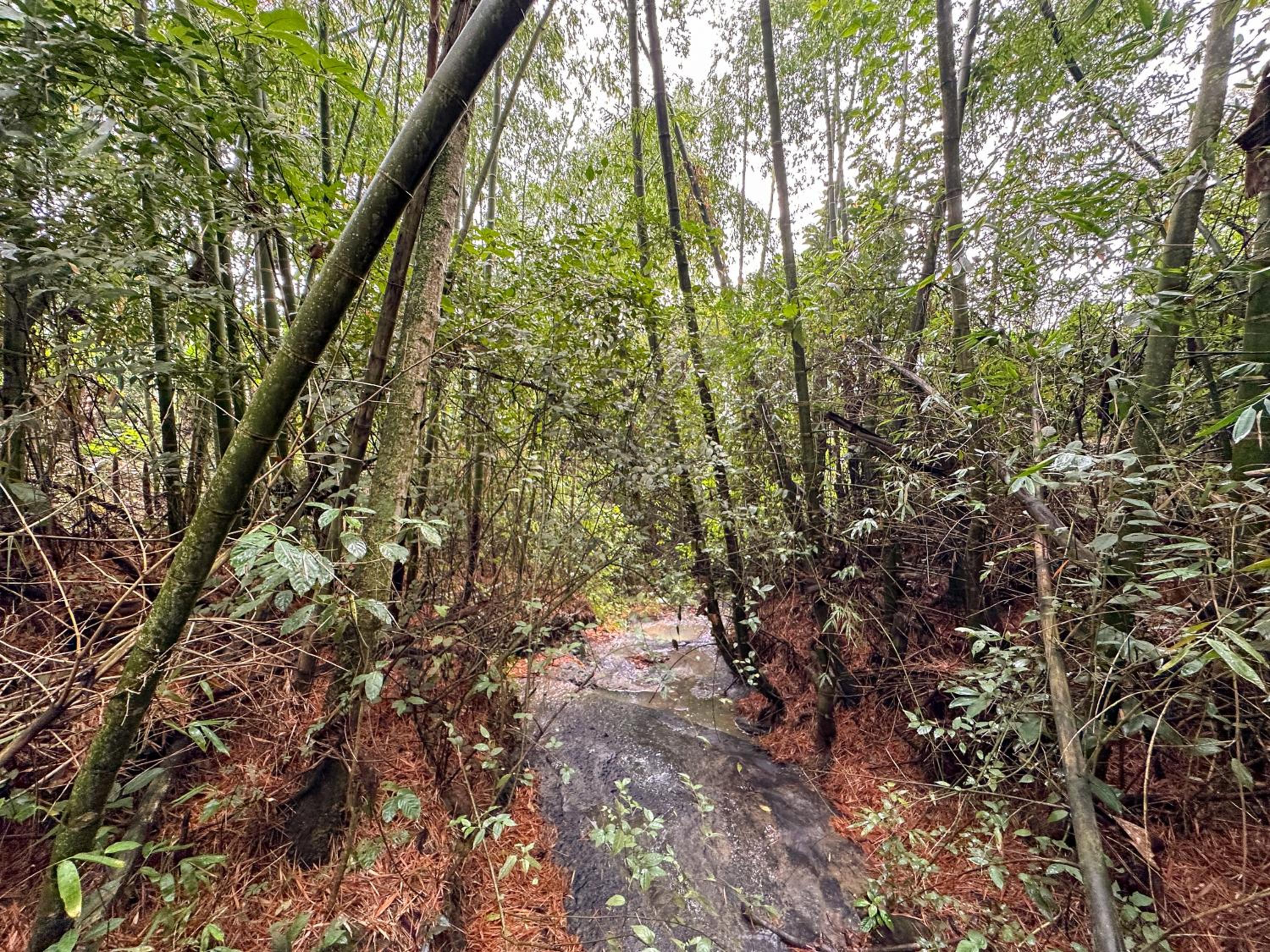 El Nido Andino