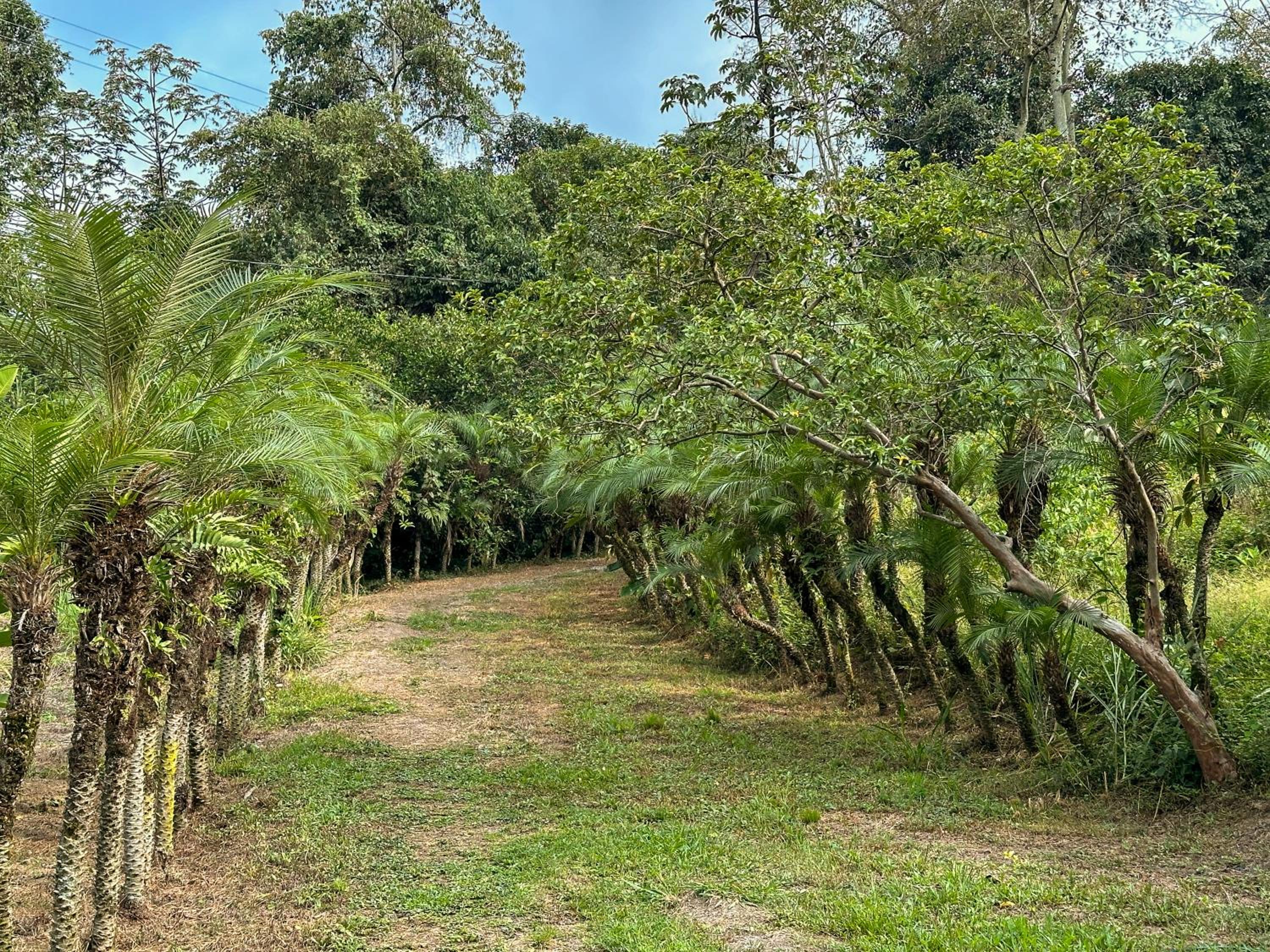El Nido Andino