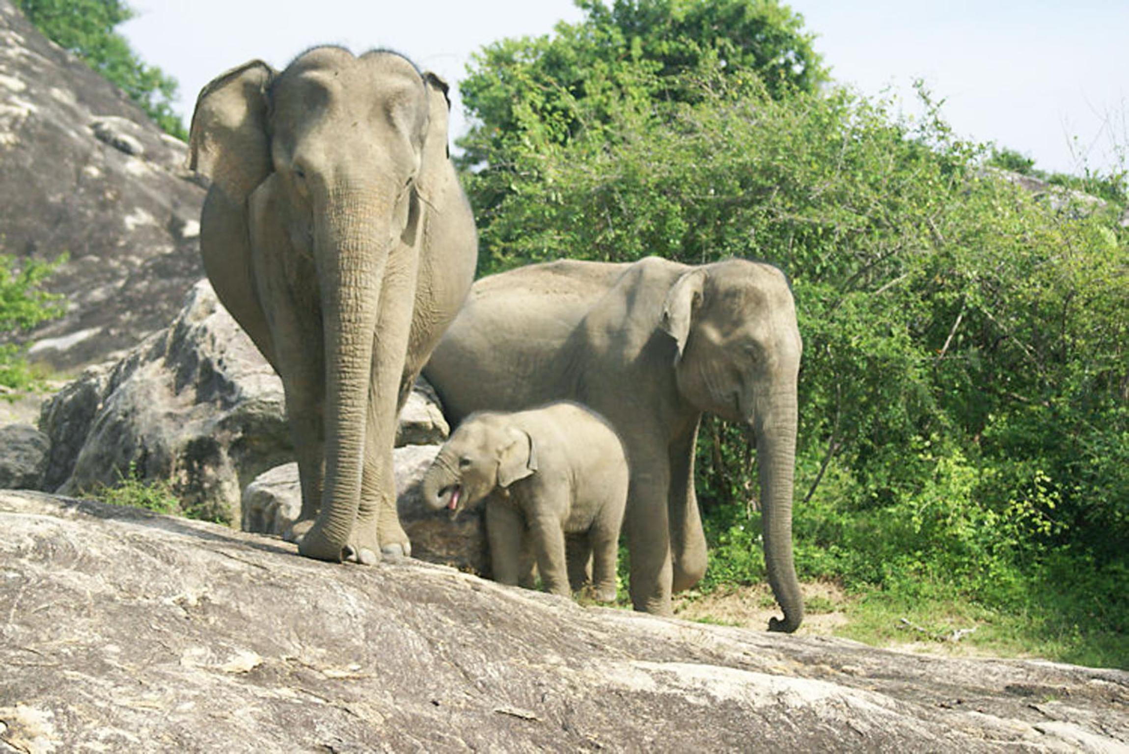 Share Safari House Udawalawe view 3