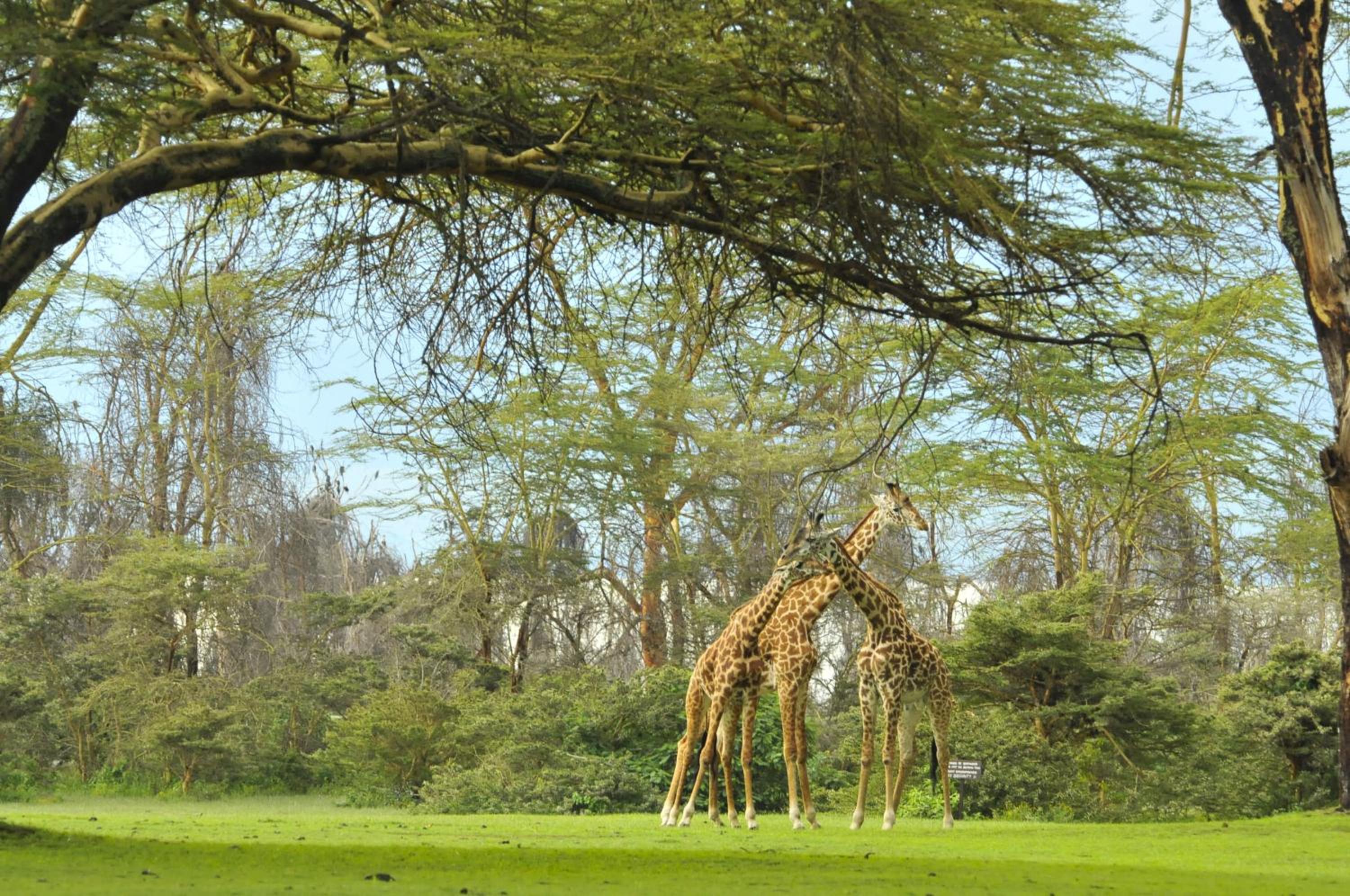 Lake Naivasha Sopa Resort 28
