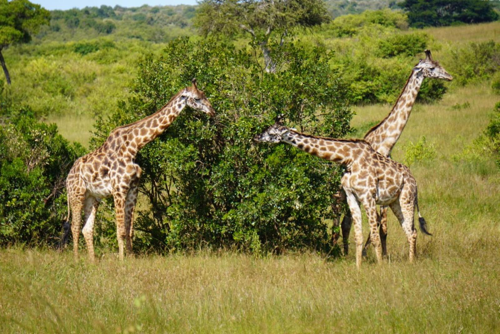 Elephant trails camp