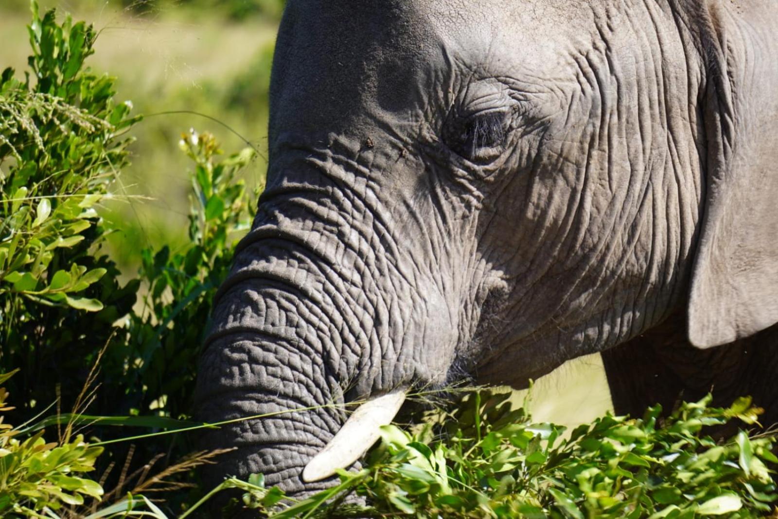 Elephant trails camp