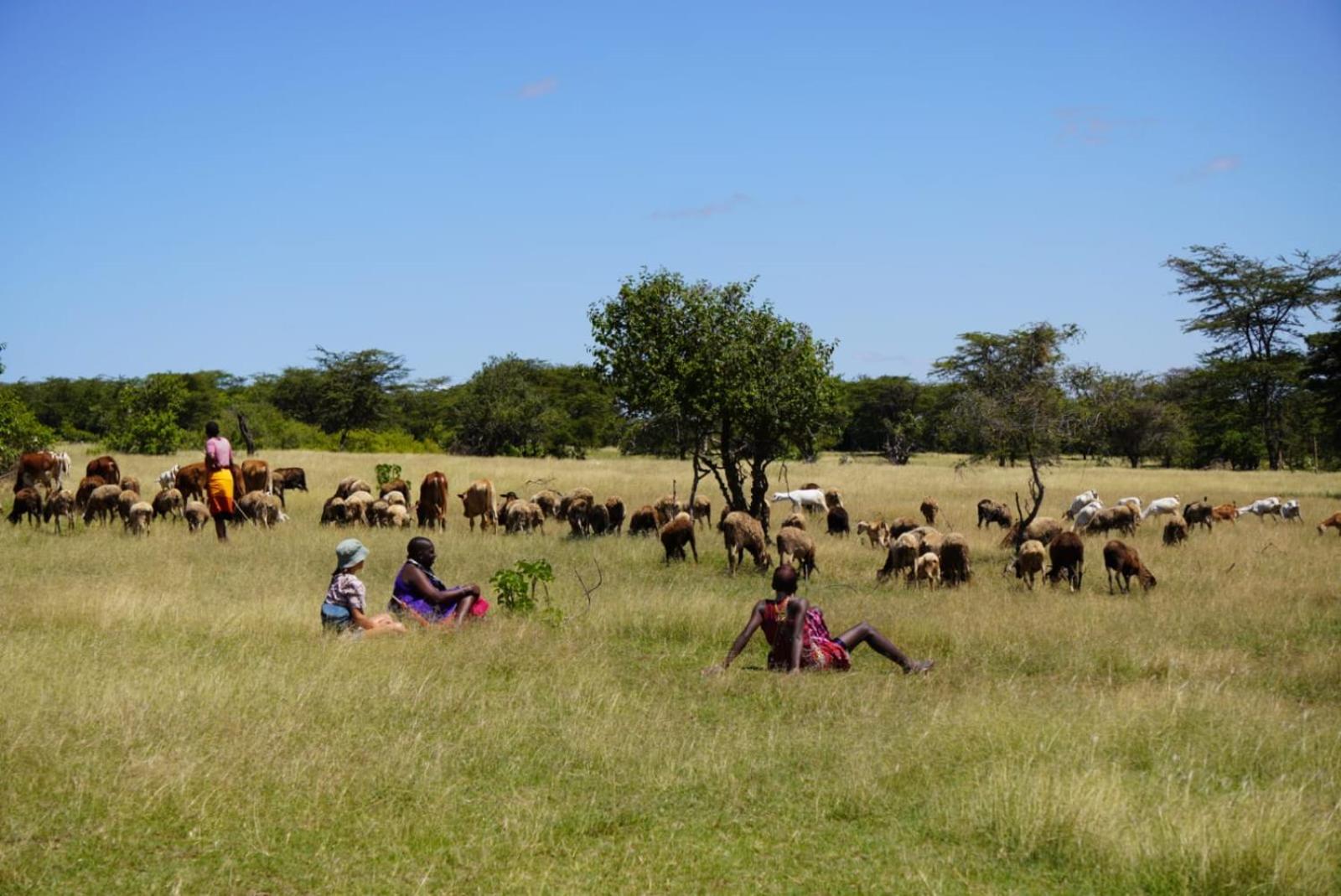 Elephant trails camp