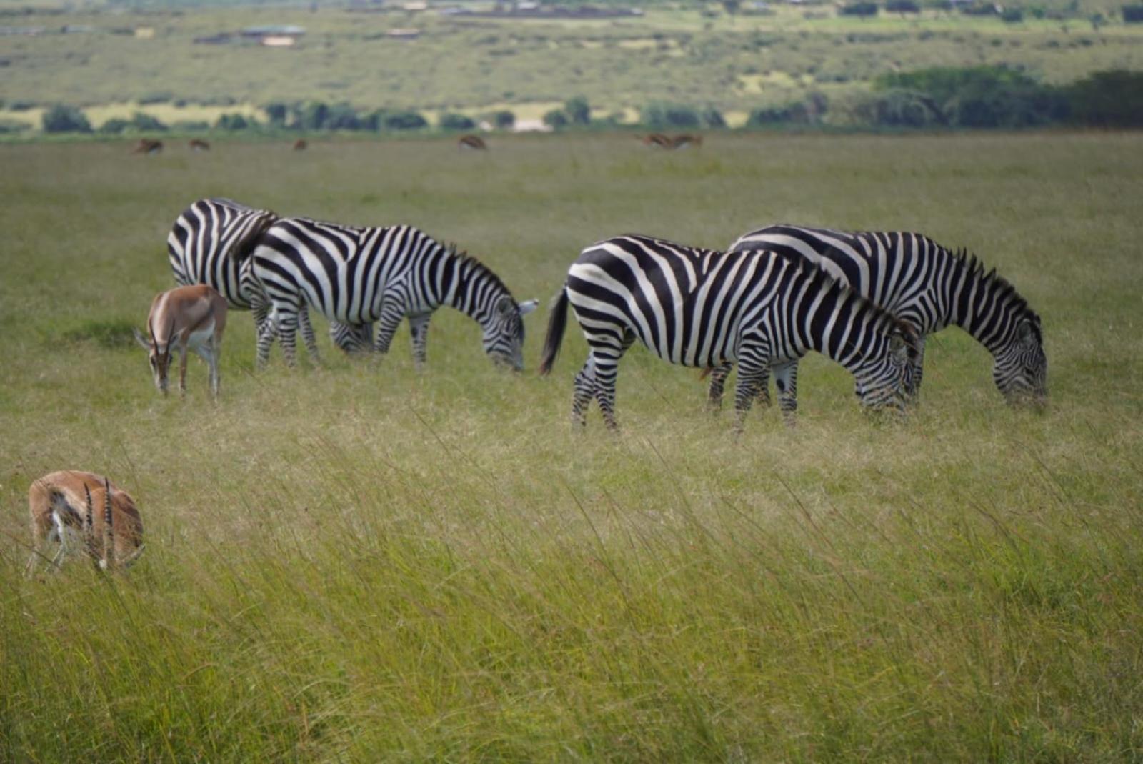 Elephant trails camp