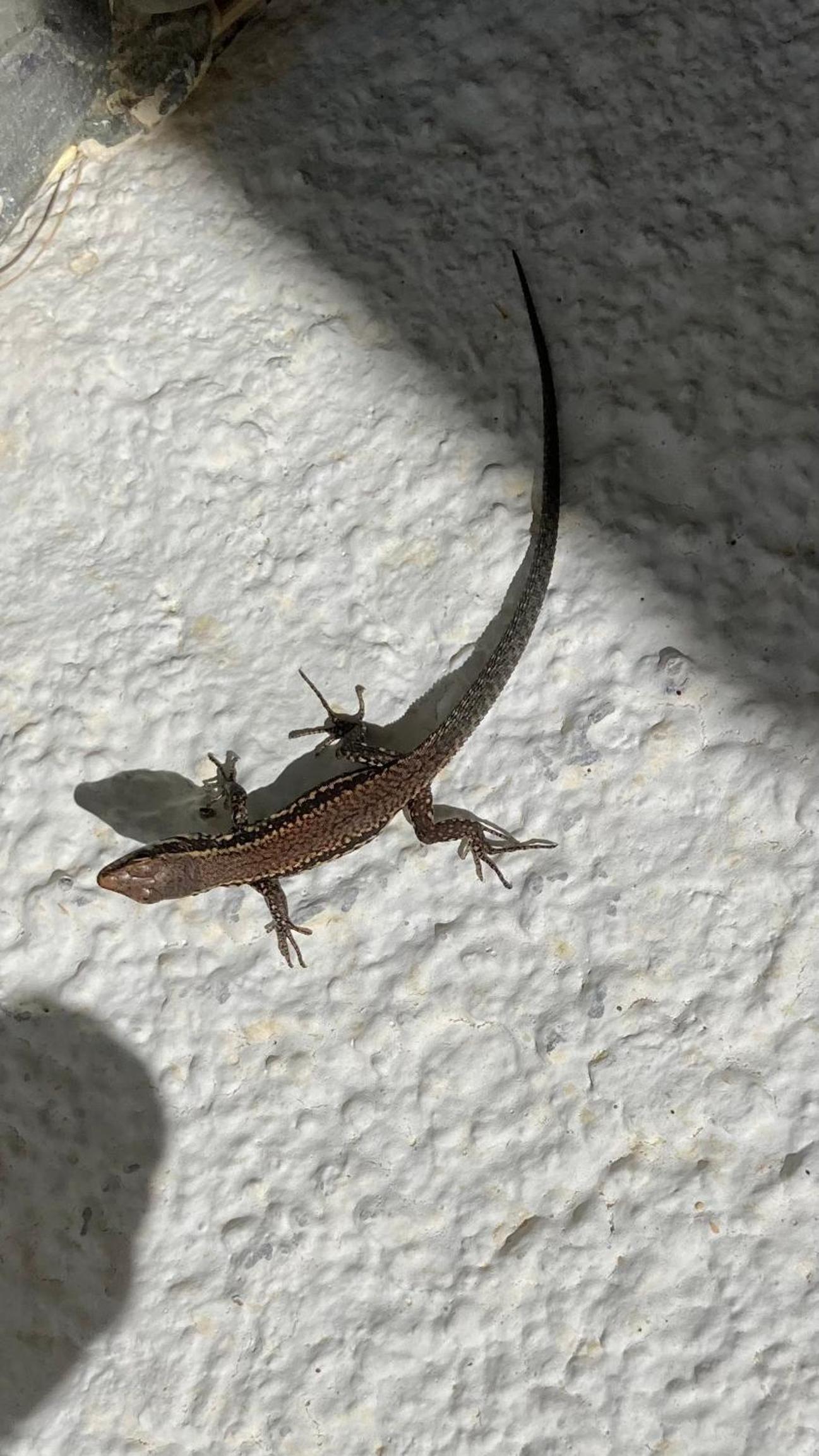 Le Lézard et la Grenouille BnB