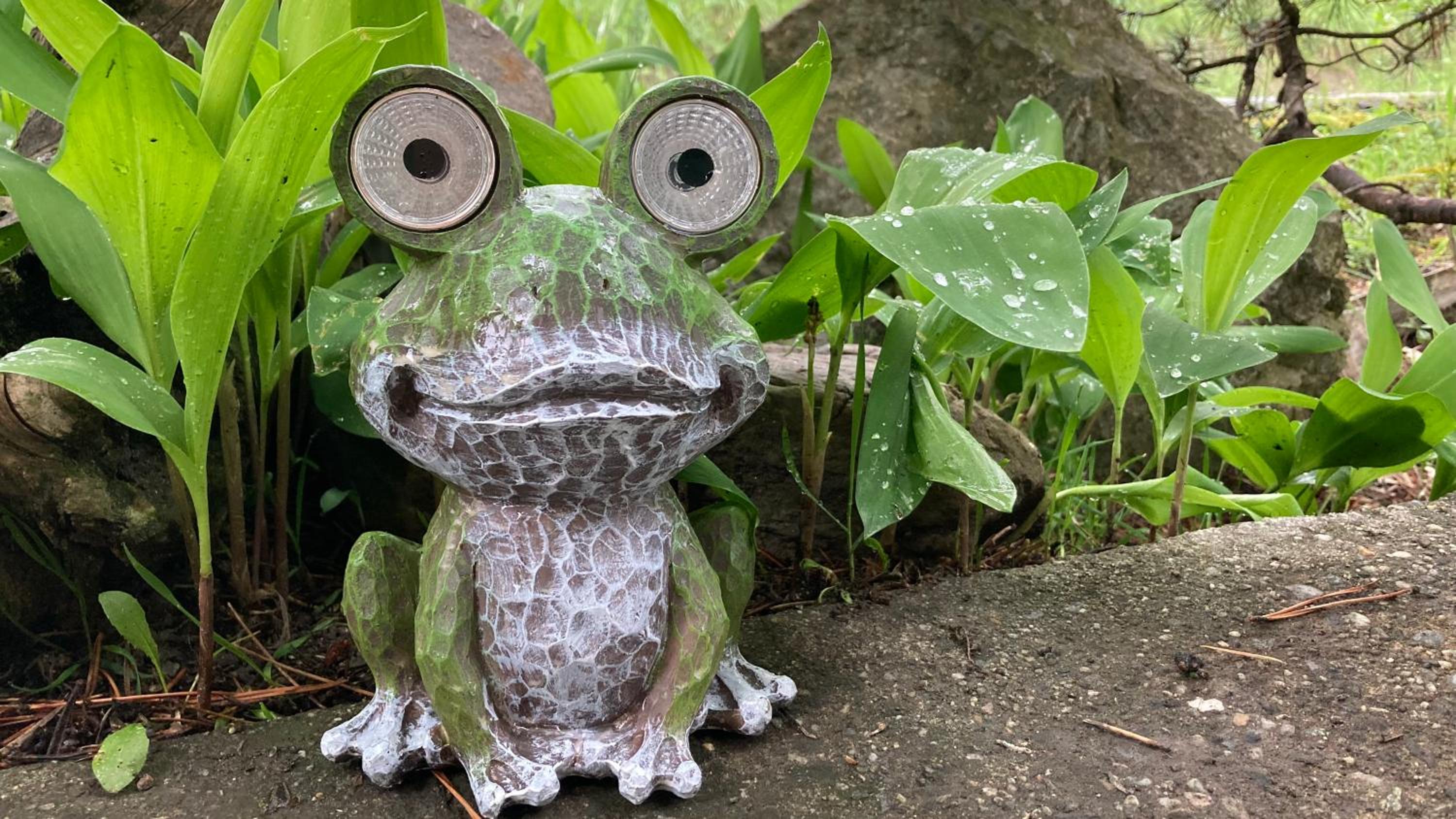 Le Lézard et la Grenouille BnB