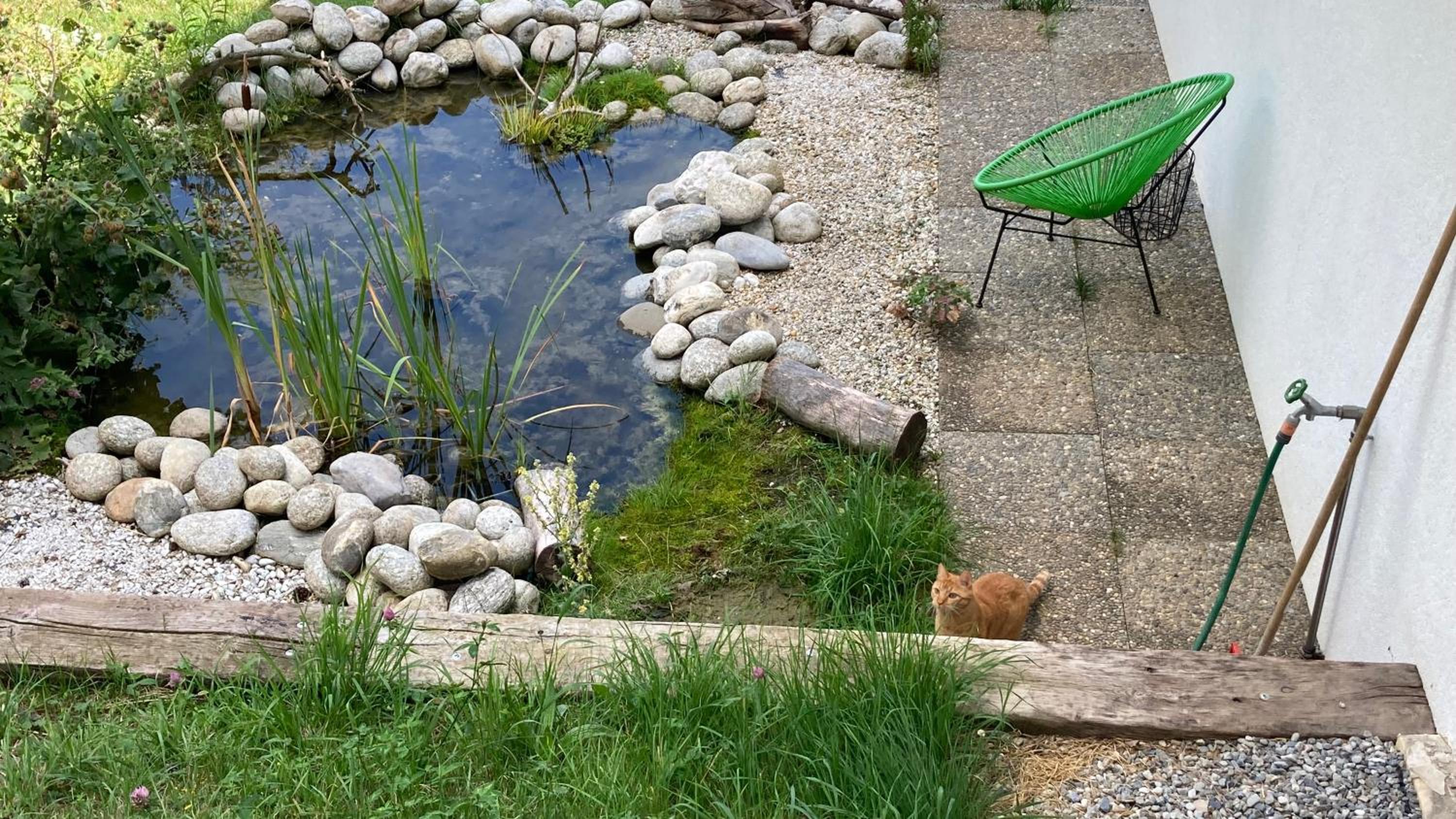 Le Lézard et la Grenouille BnB