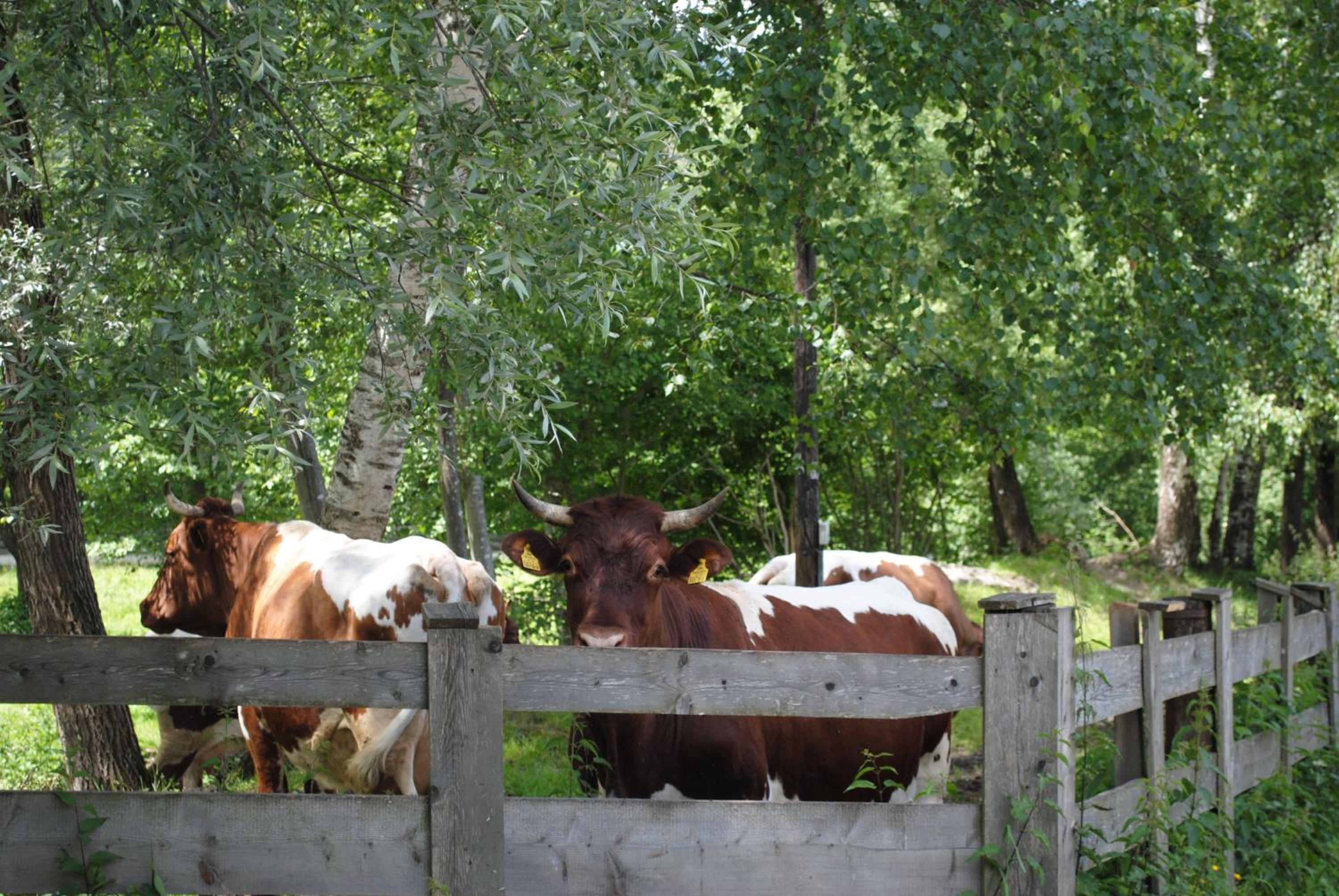 Familien-Bauernhof Neumoar