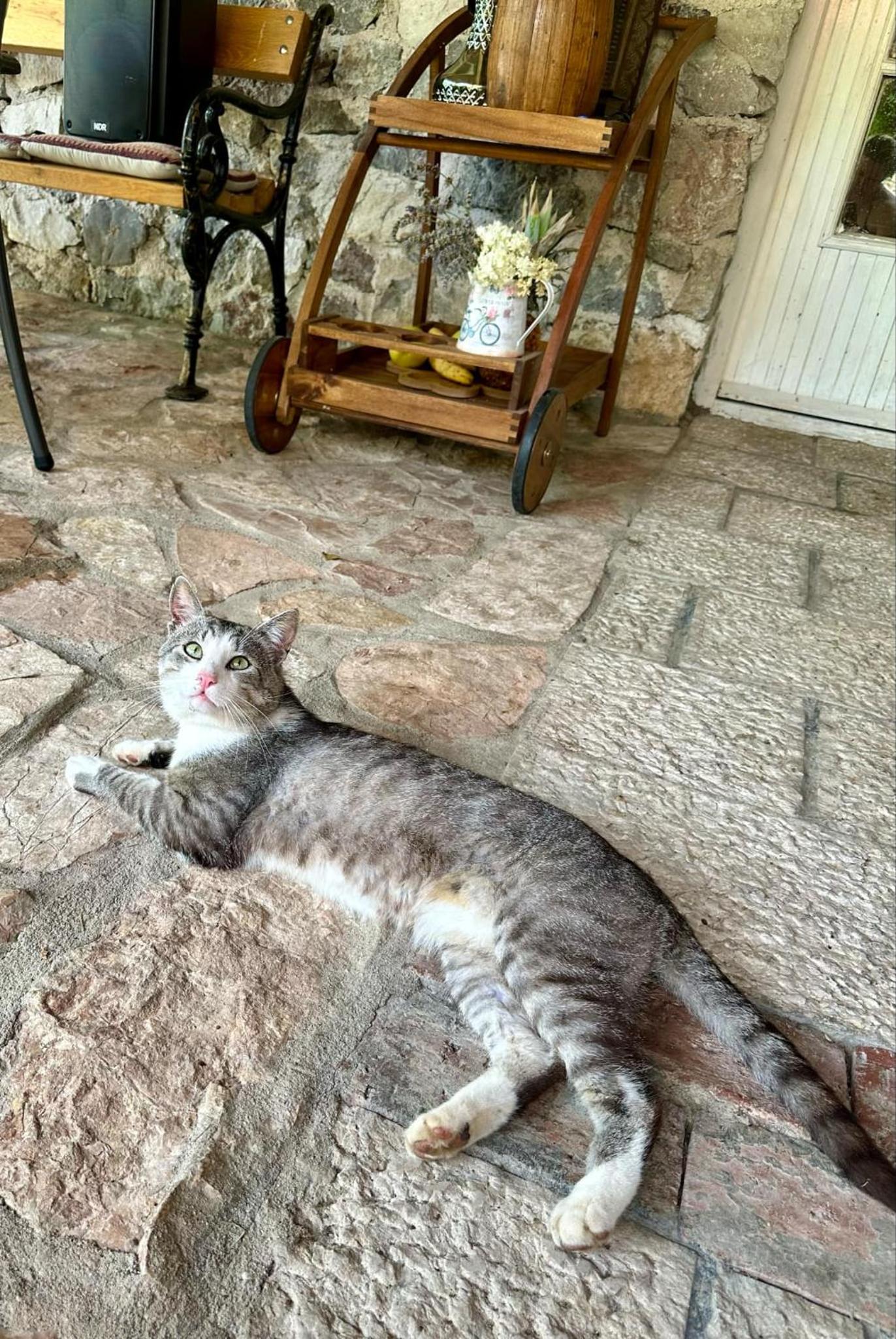 Guest House Queen