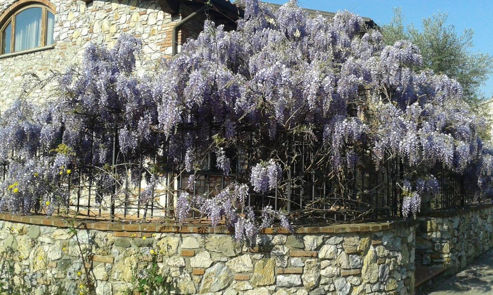 Pietra E Glicine B&B