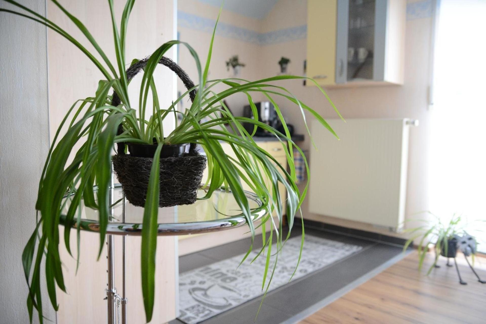 Appartement in Ulmen-Meiserich