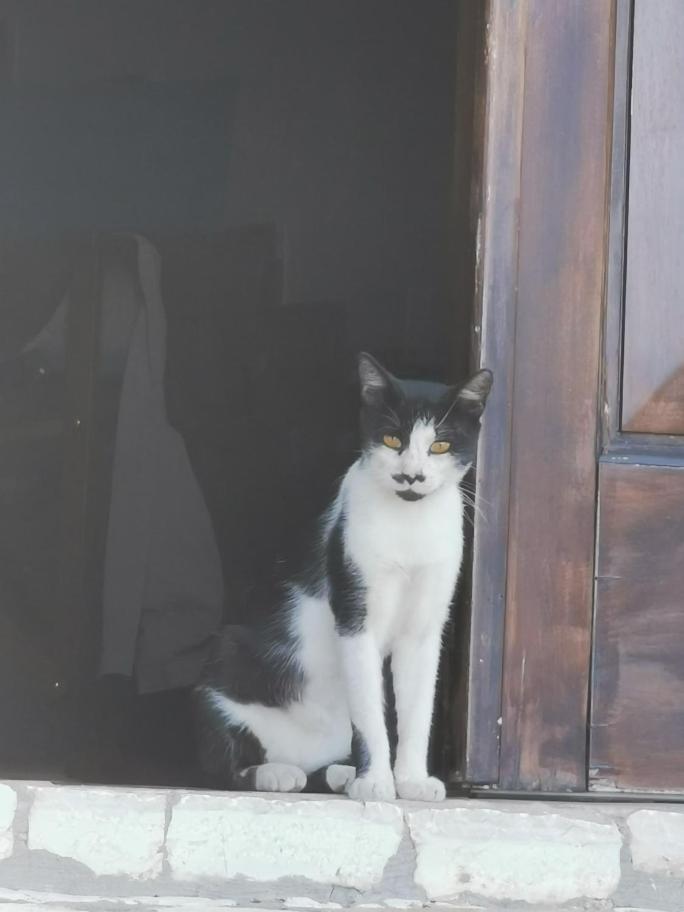 Vila Amantia