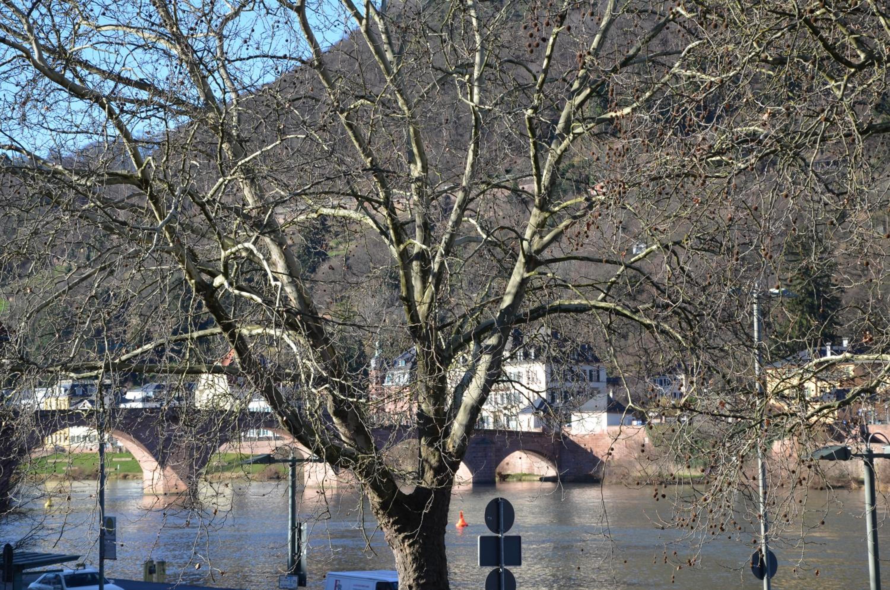 Ferienwohnungen Neckarblick - Heidelberg Altstadt