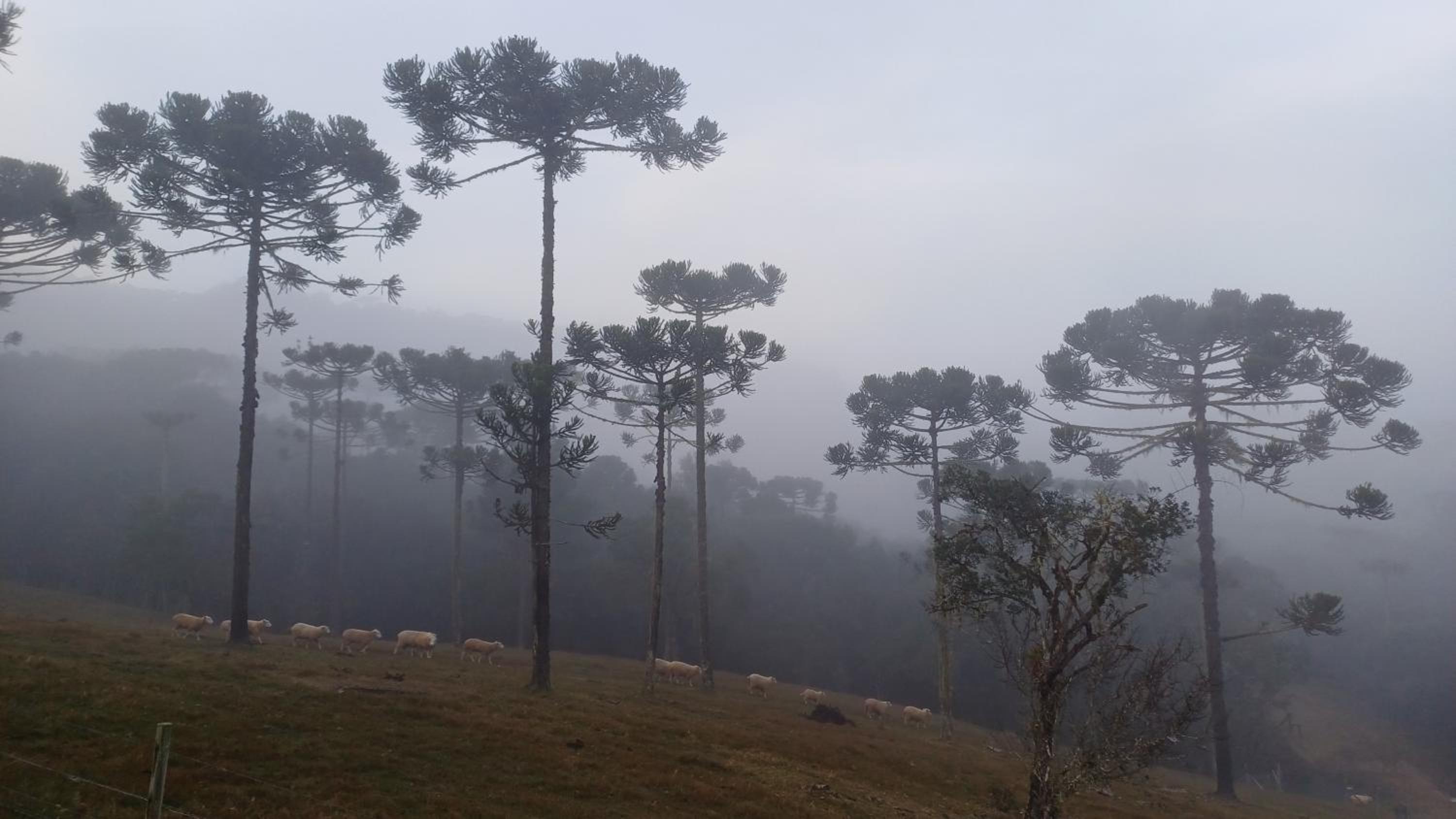 Hospedagem Cabanas do Lago Urubici view 4