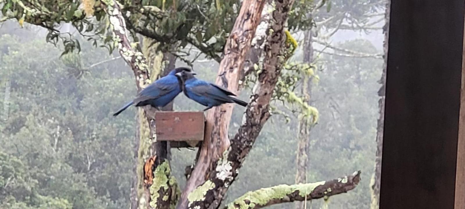 Hospedagem Cabanas do Lago Urubici view 5
