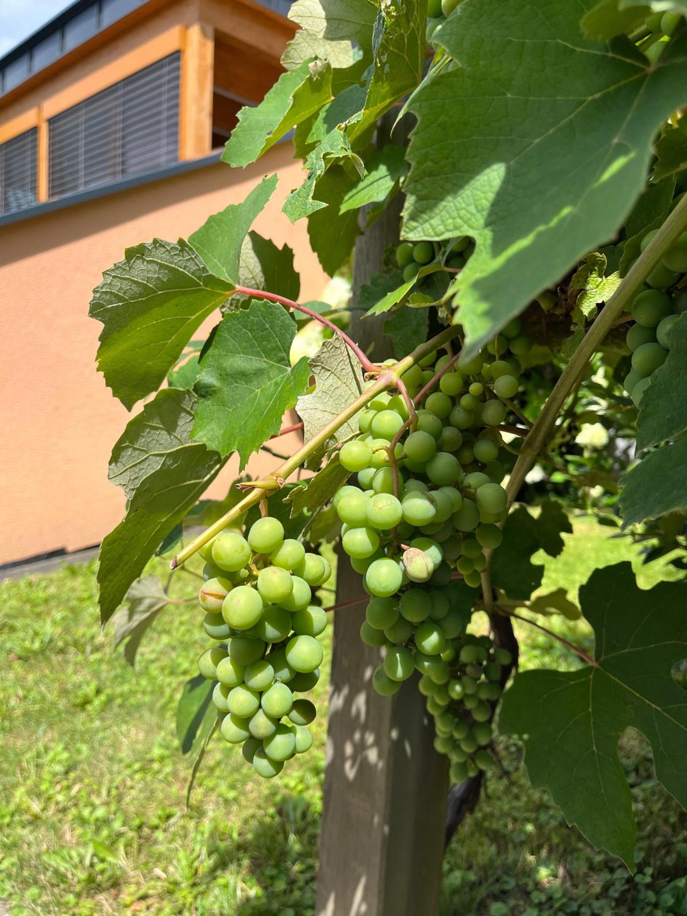 Rebenlandhof