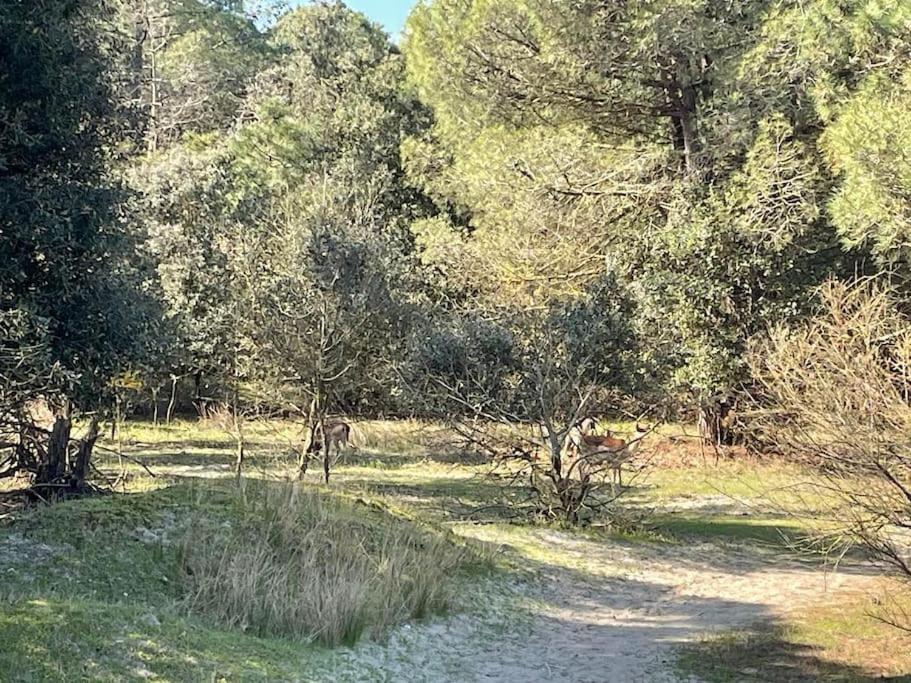 Villetta vicina alla spiaggia